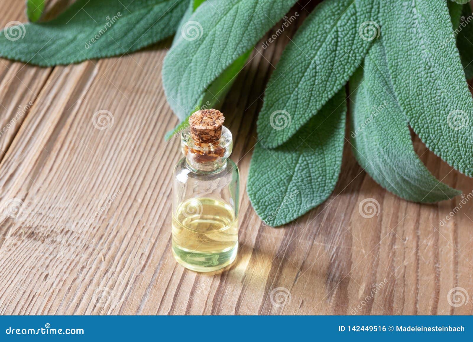 A Bottle of Sage Essential Oil with Fresh Sage Leaves Stock Photo