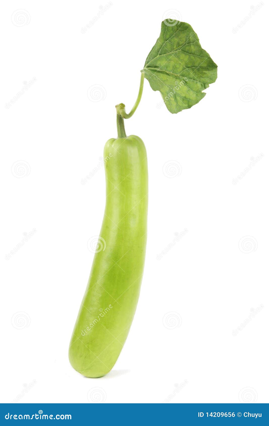 Bottle gourd stock photo. Image of healthy, cooking, fresh 14209656
