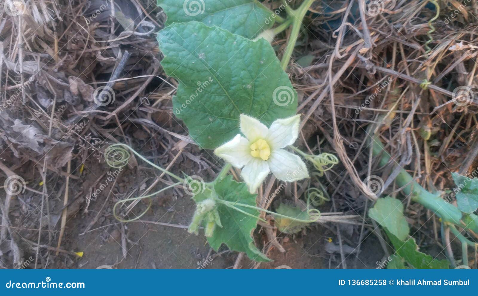 Bottle Gourd Flower on Vine Stock Photo Image of blooming, vine