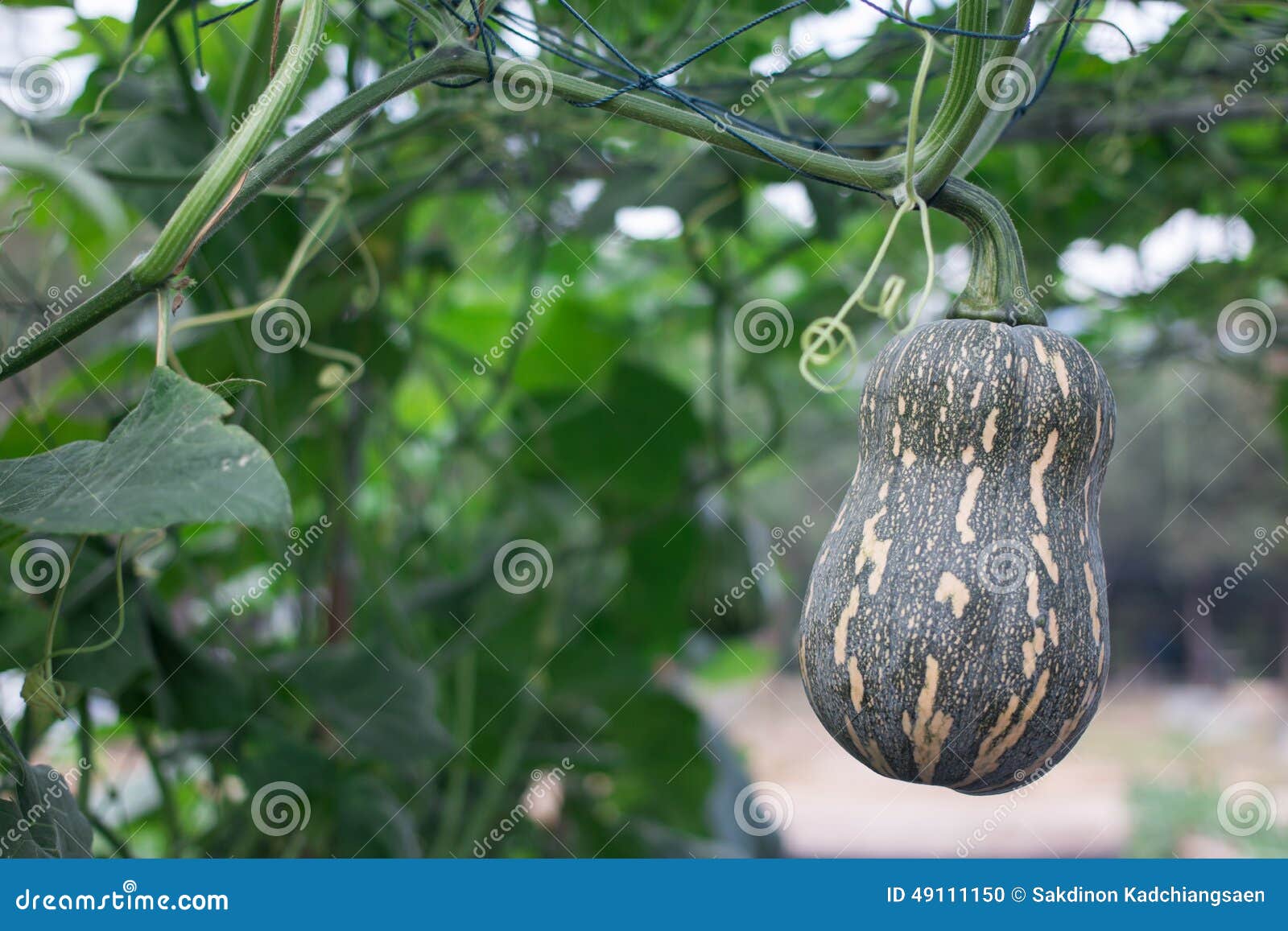Bottle gourd or Calabash stock photo. Image of growing 49111150
