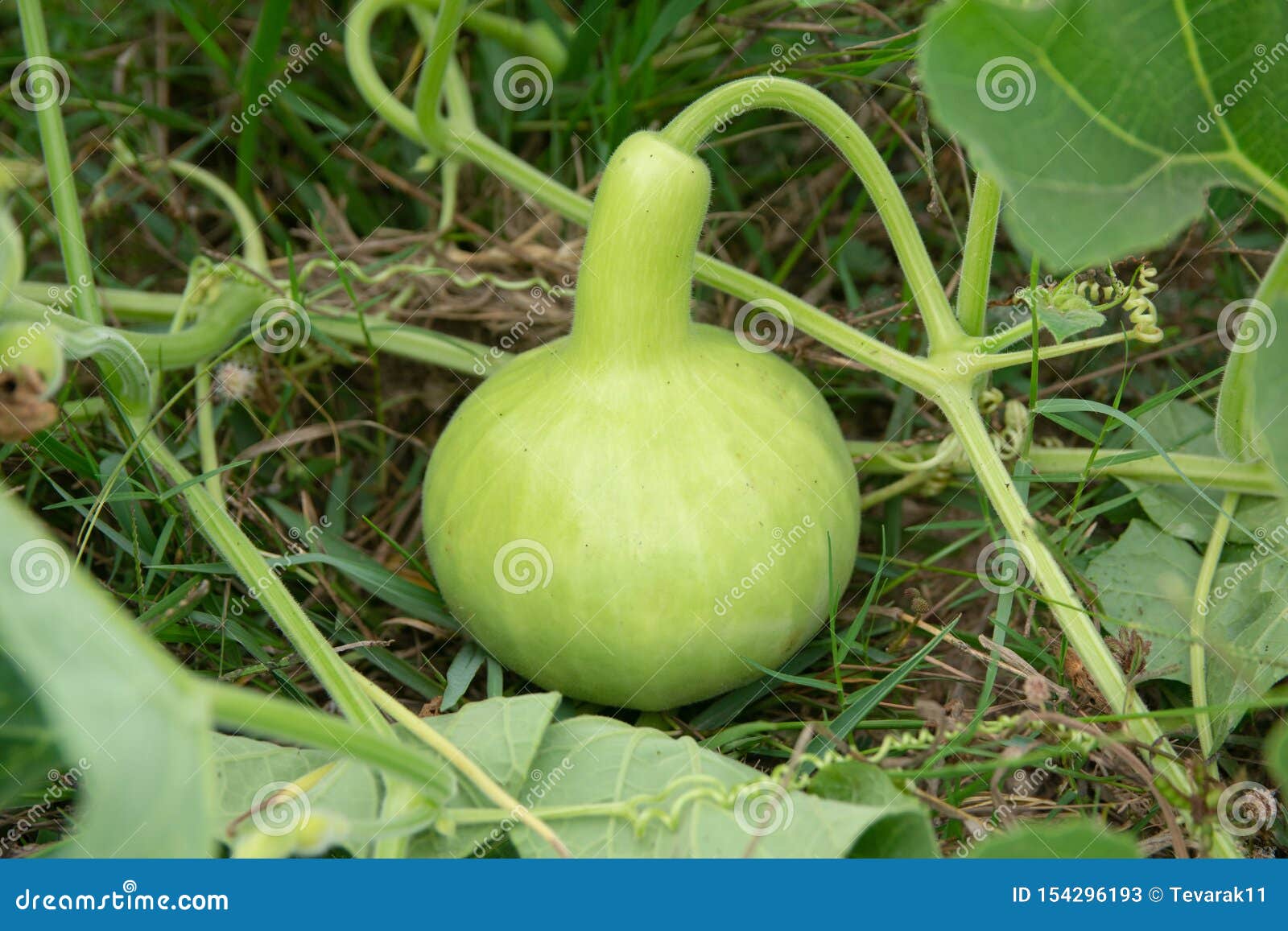 Bottle Gourd or Calabash Gourd on Ground in the Garden Stock Image