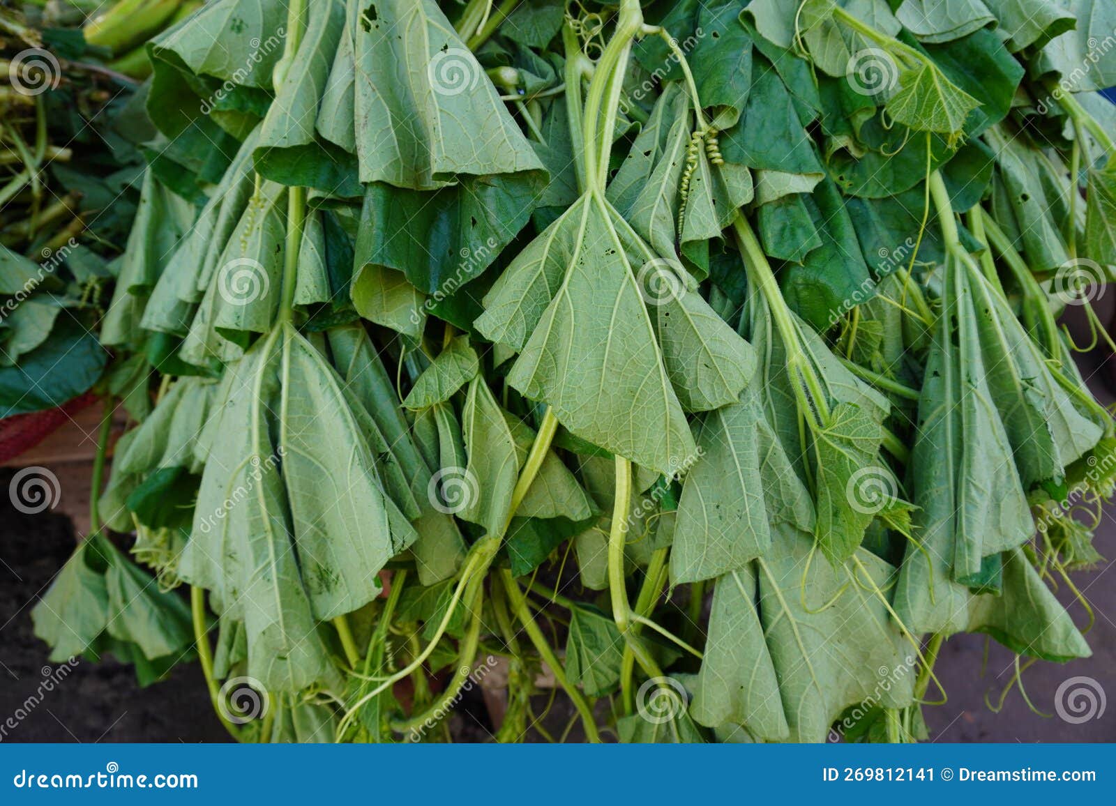 Bottle Gourd Crop. Steamed Bottlegourd Leaves. Stock Image Image of