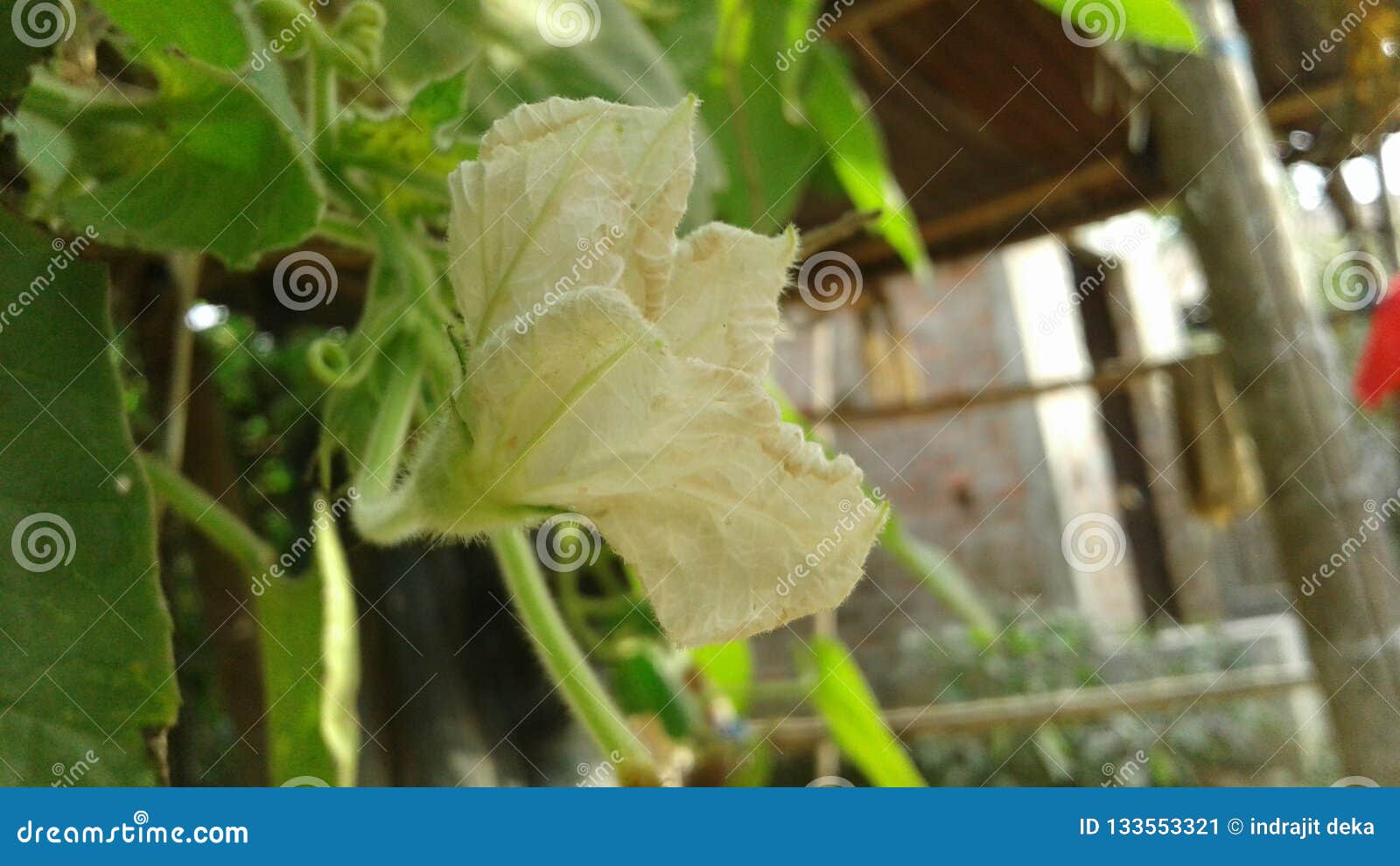 Bottle gourd flower stock image. Image of bottle, flower 133553321