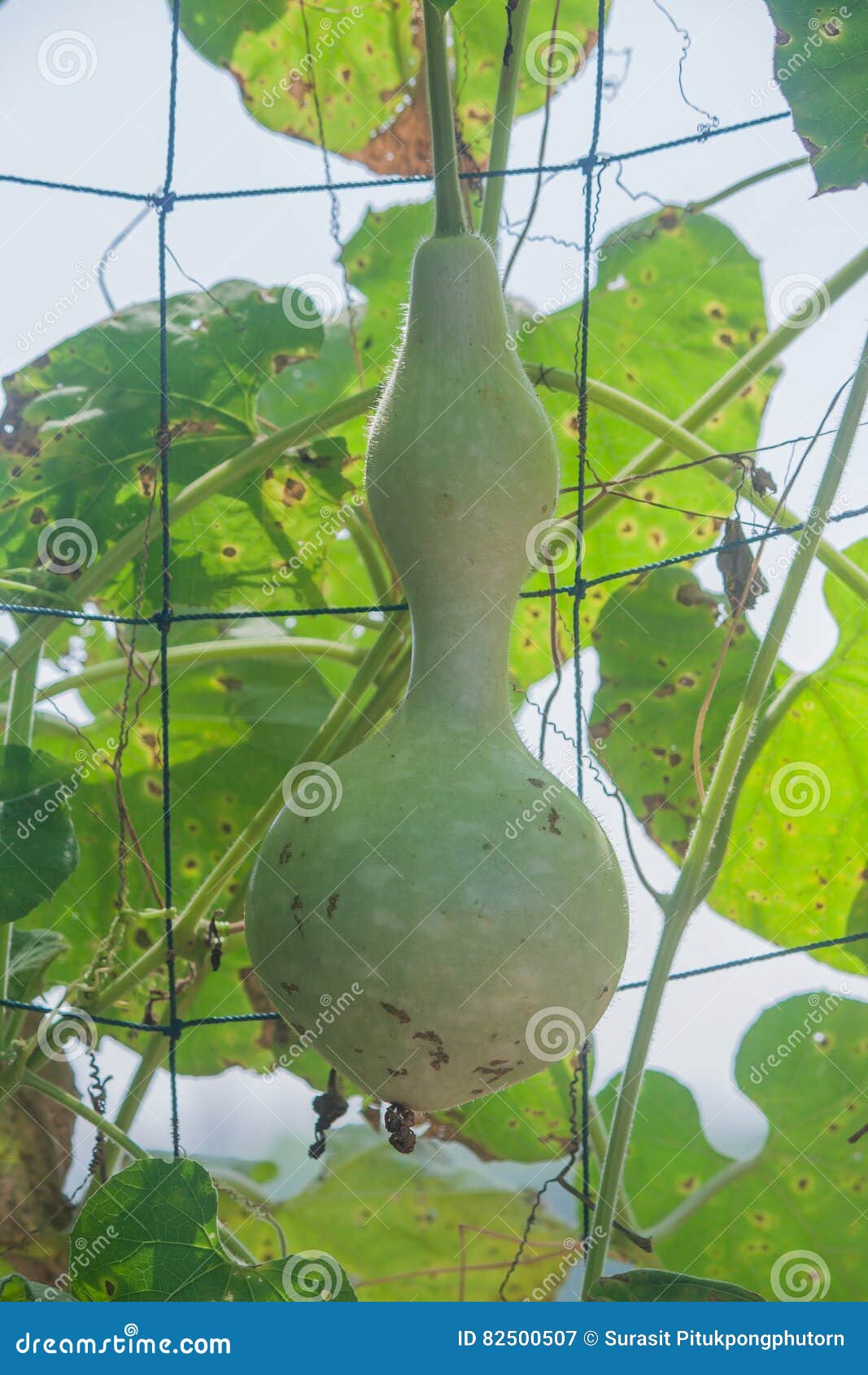 Bottle Gourd Hanging from the Tree. Stock Image Image of food