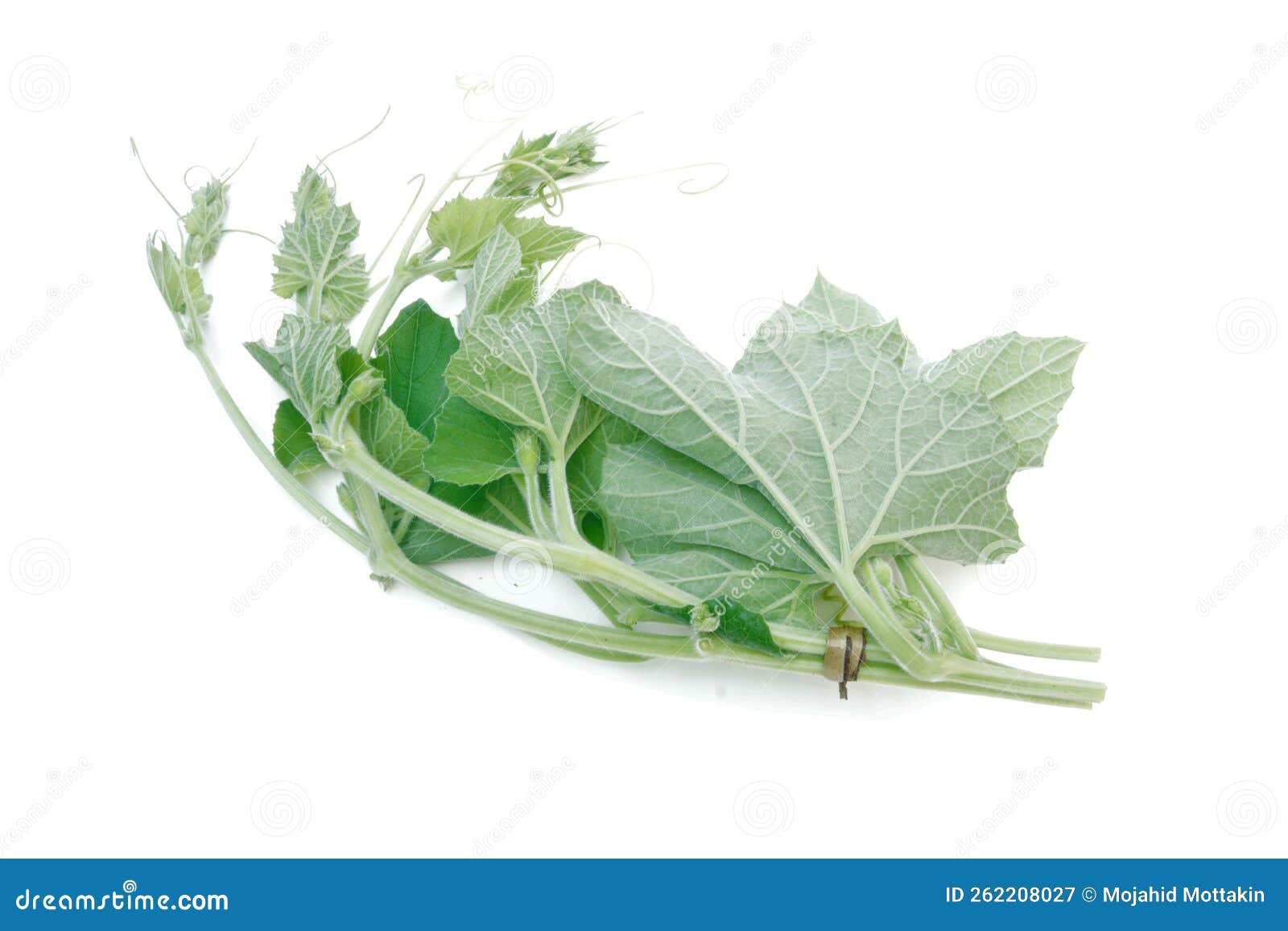 Bottle Gourd Leaves Isolated Stock Image Image of branch, fruit