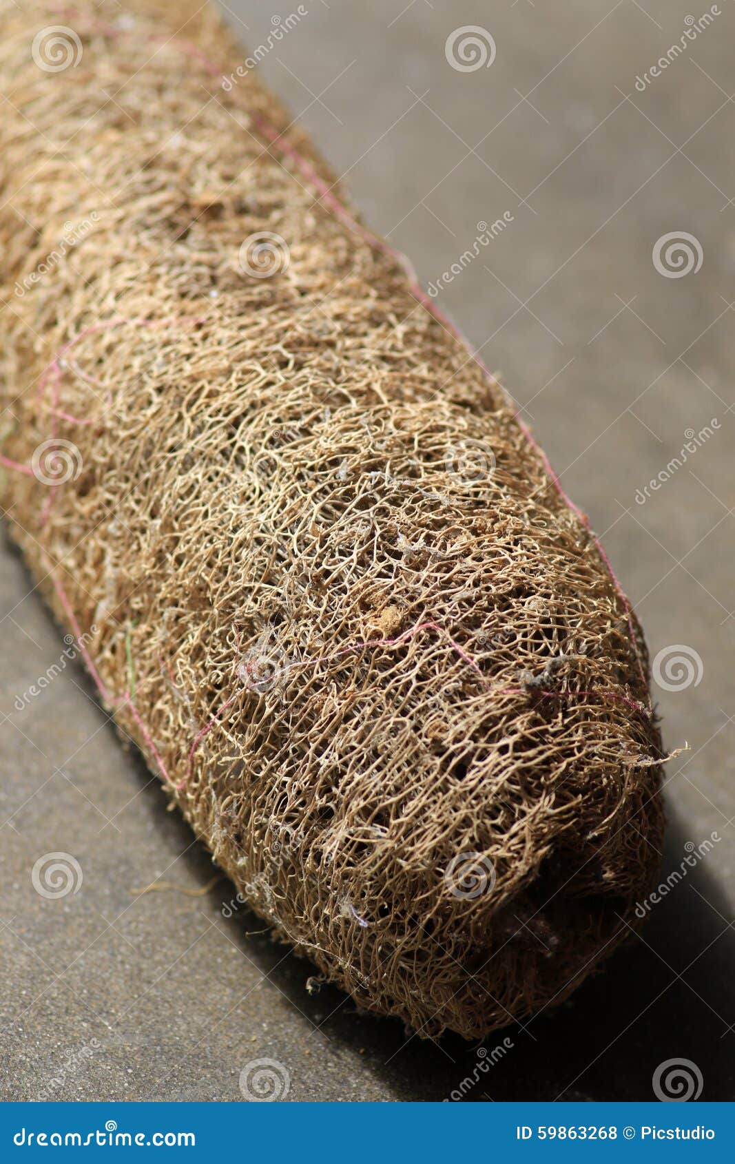 Bottle gourd loofah stock photo. Image of bathing, loofah 59863268