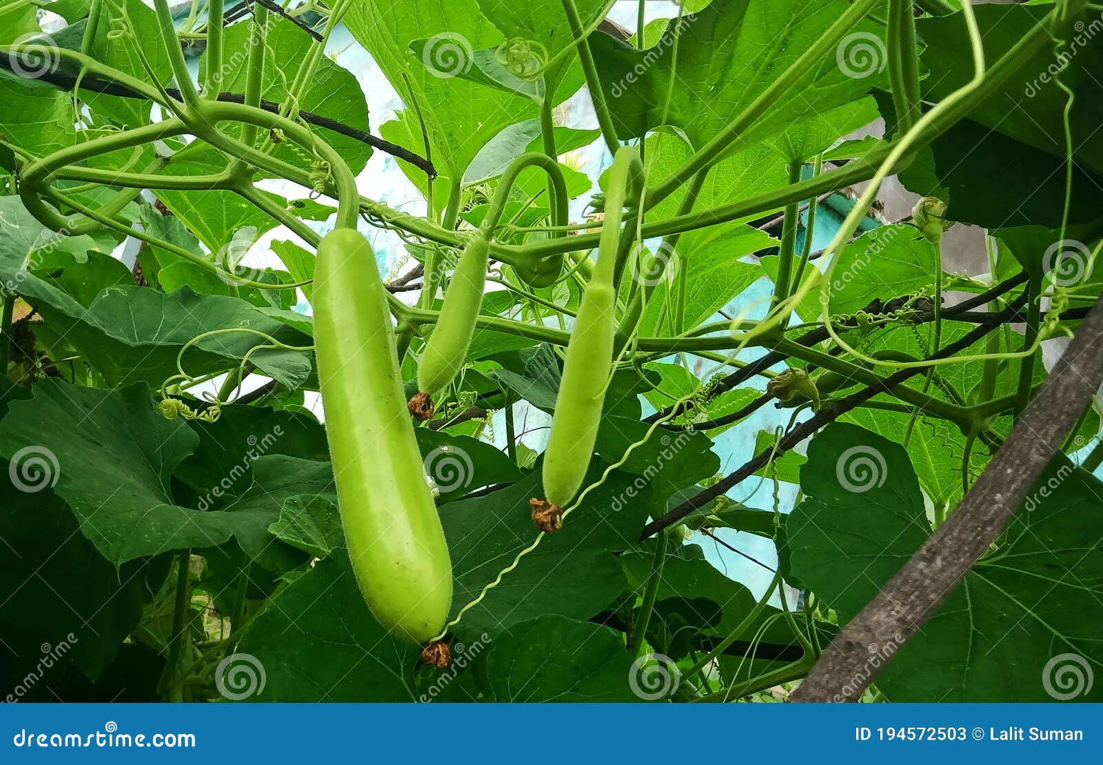 bottle gourd plant