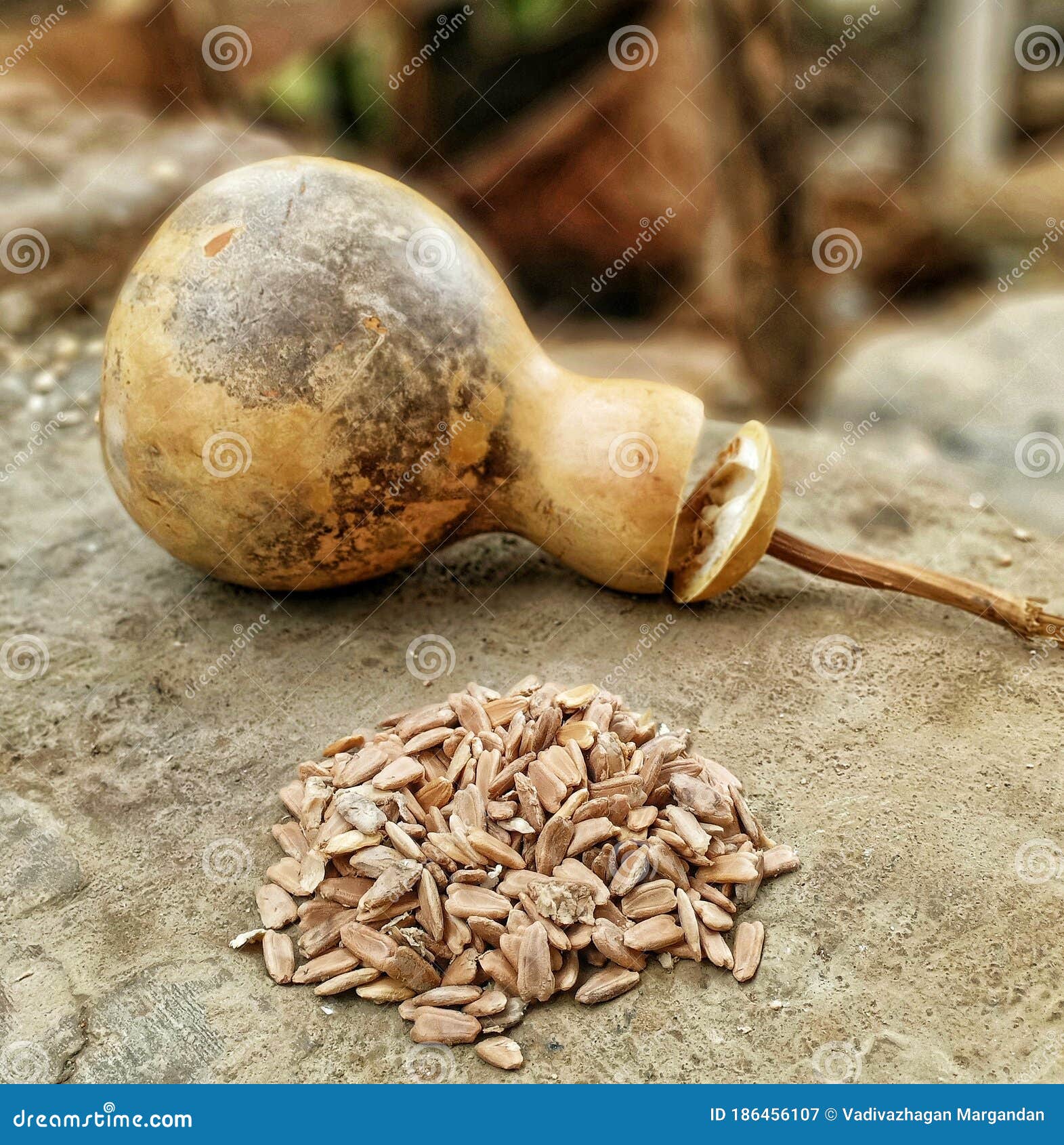 Bottle Gourd Calabash Gourd Gourds On The Ground Royalty Free Stock bottle-gourd-calabash-gourd-gourds-on-the-ground-royalty-free-stock