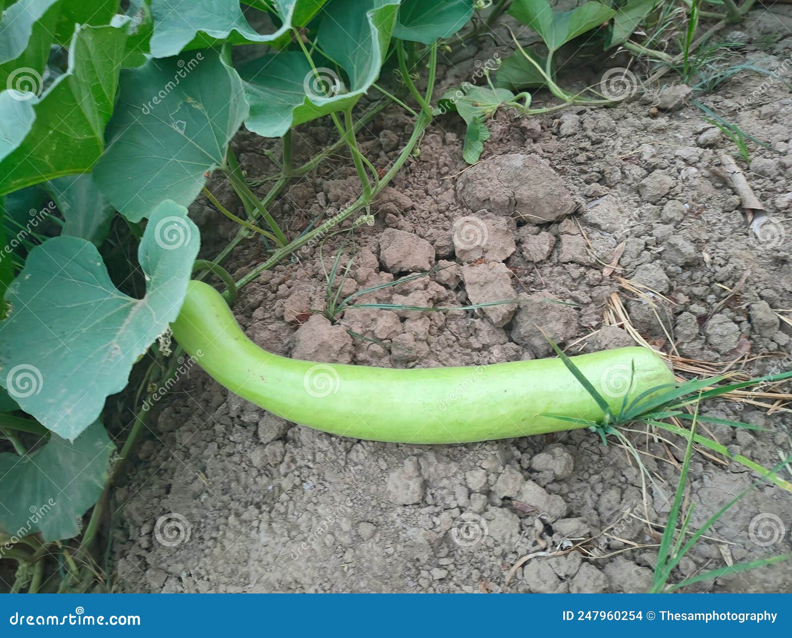 A Bottle Gourd in a Vegetable Garden Stock Photo Image of healthy