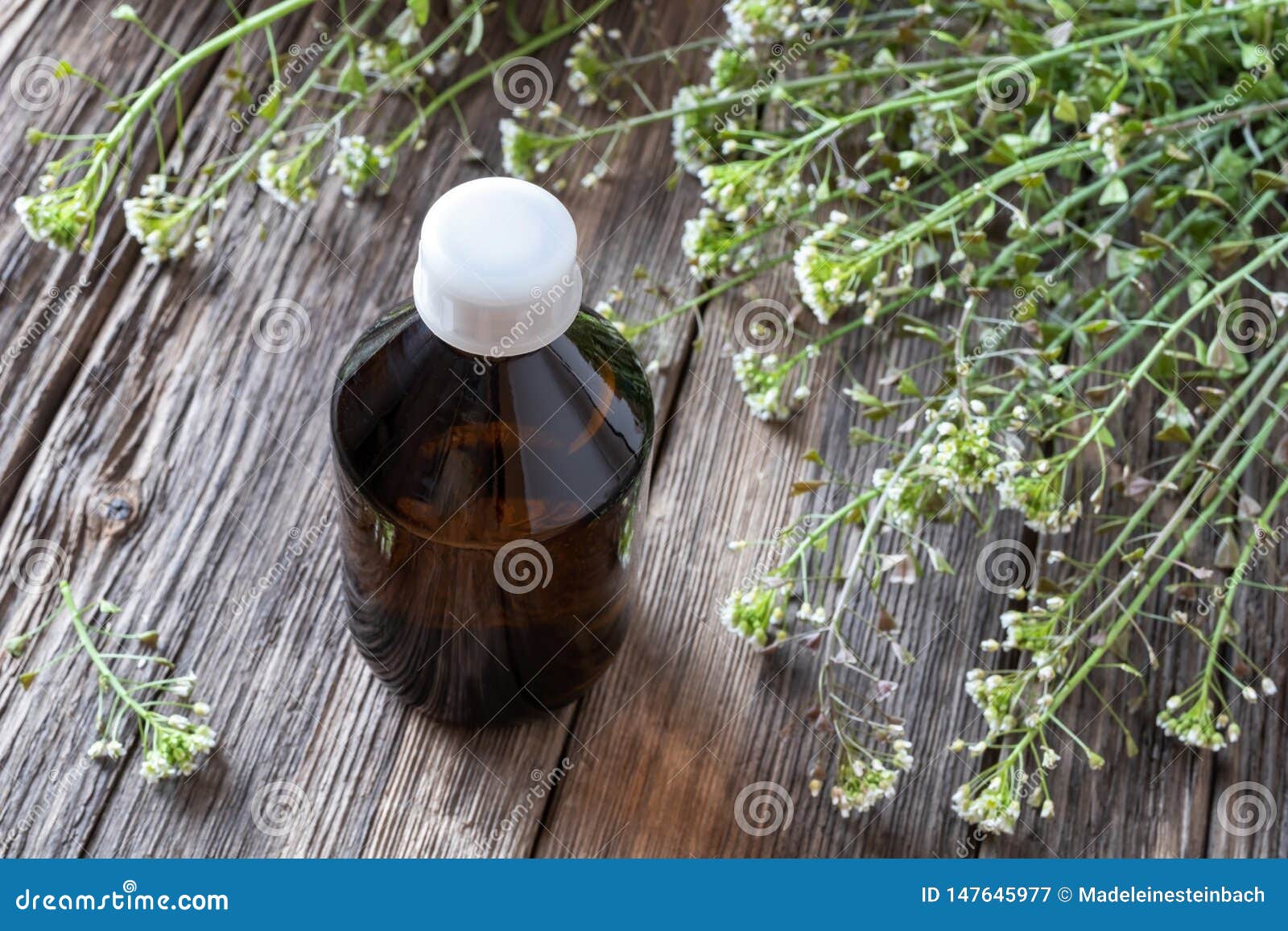 A Bottle of Herbal Tincture with Shepherd`s Purse Twigs Stock Image
