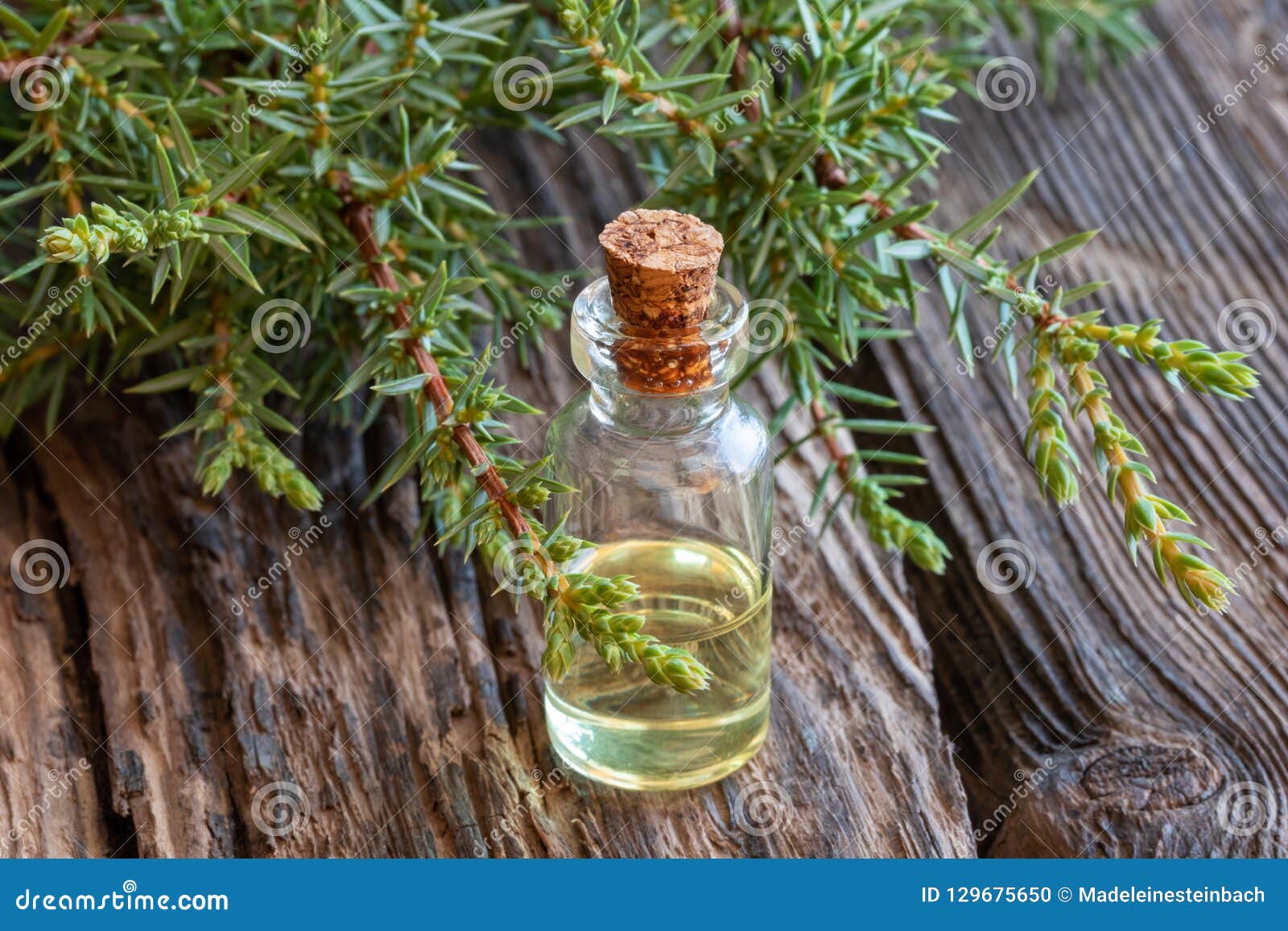 A Bottle of Juniper Essential Oil with Fresh Juniper Twigs Stock Photo