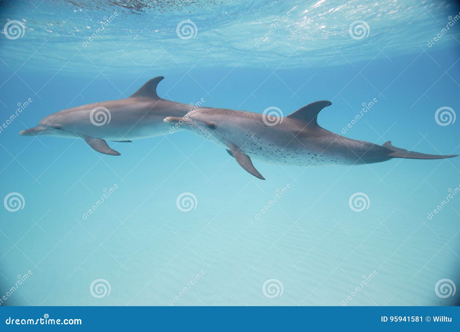 bottle-nose dolphins swimming just below the ocean surface