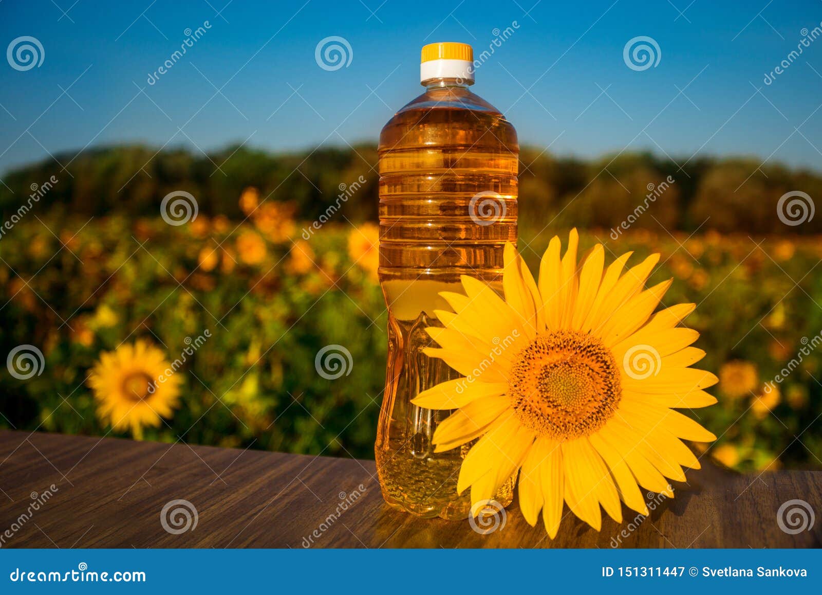 bottle of oil on wooden stand with sunflowers field background. sunflower oil improves skin health