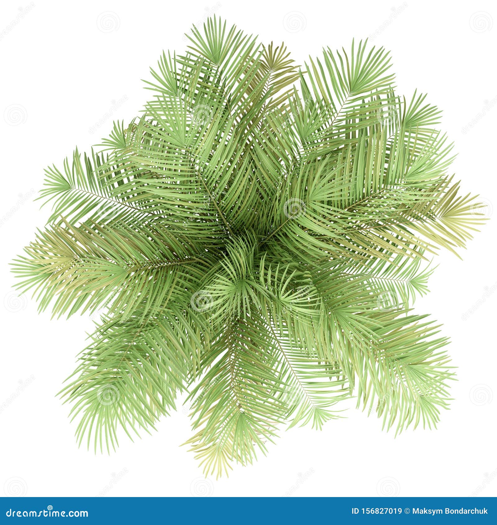 Bottle Palm Tree Isolated on White. Top View Stock Illustration ...