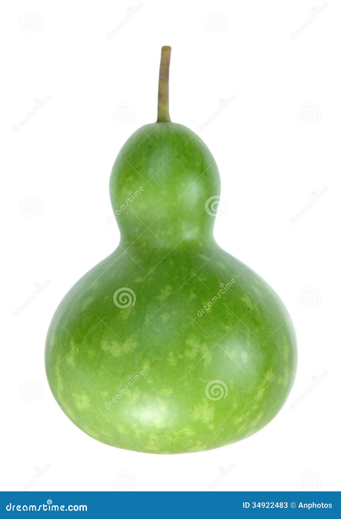 Bottle Squash Stock Photos Image 34922483