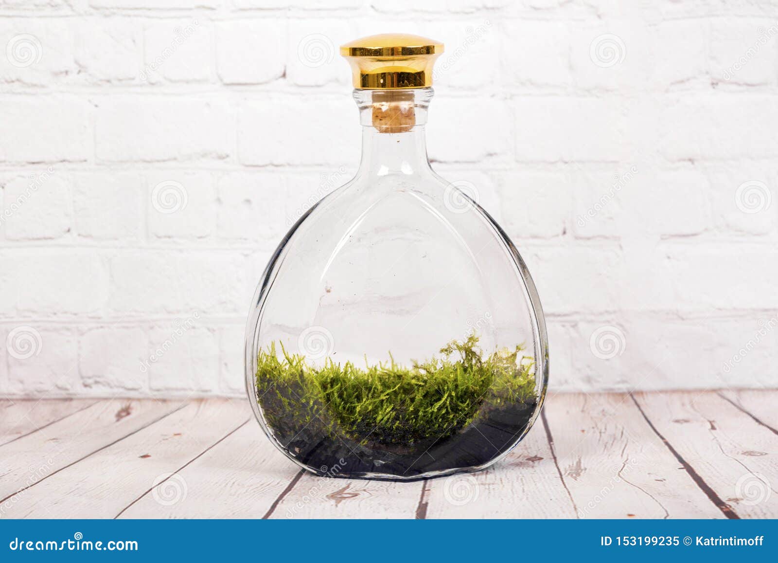 Bottle terrarium with moss stock image. Image of green 153199235