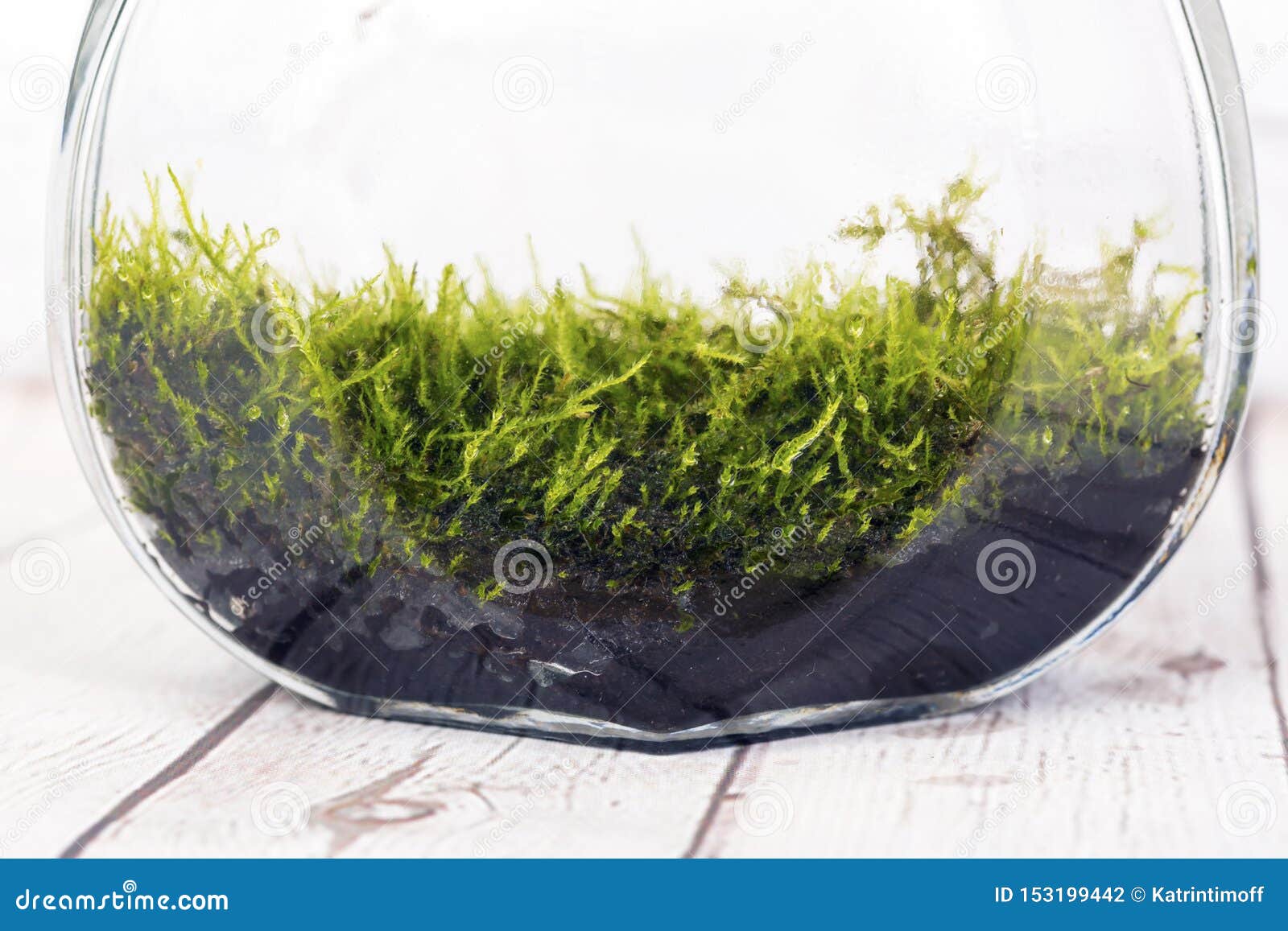 Bottle terrarium with moss stock photo. Image of nature 153199442