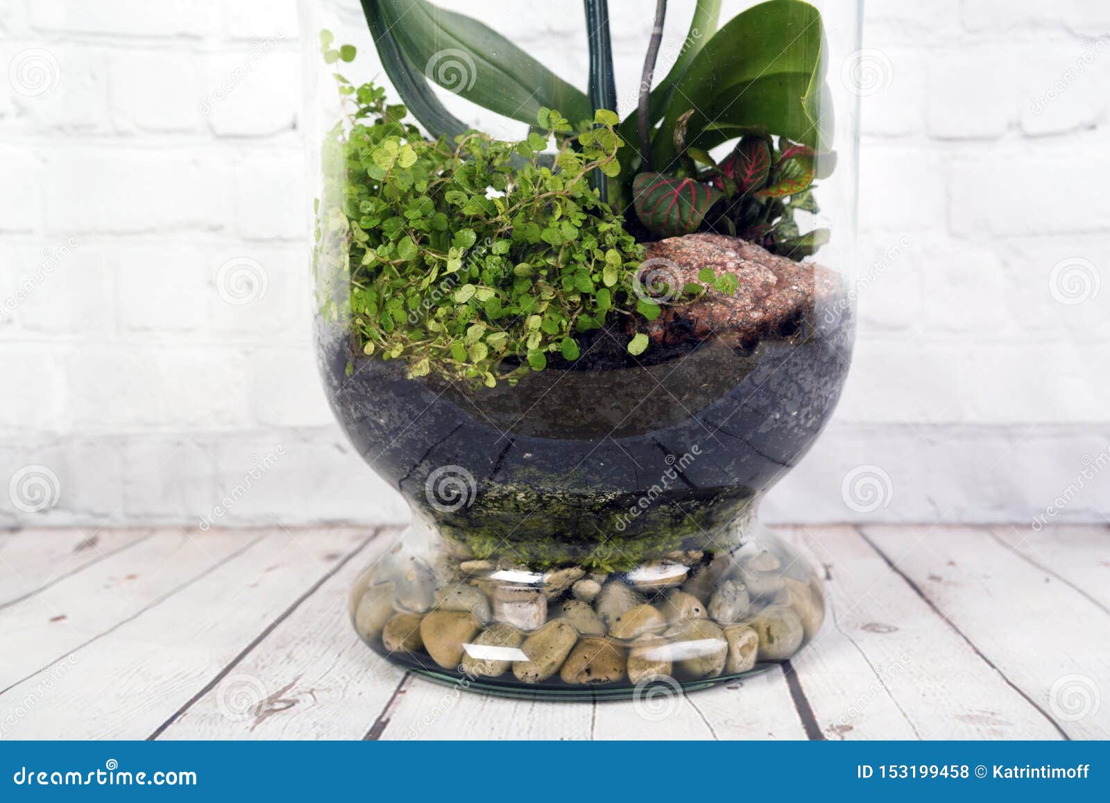 Bottle Terrarium with Plants and Moss Stock Photo Image of concept