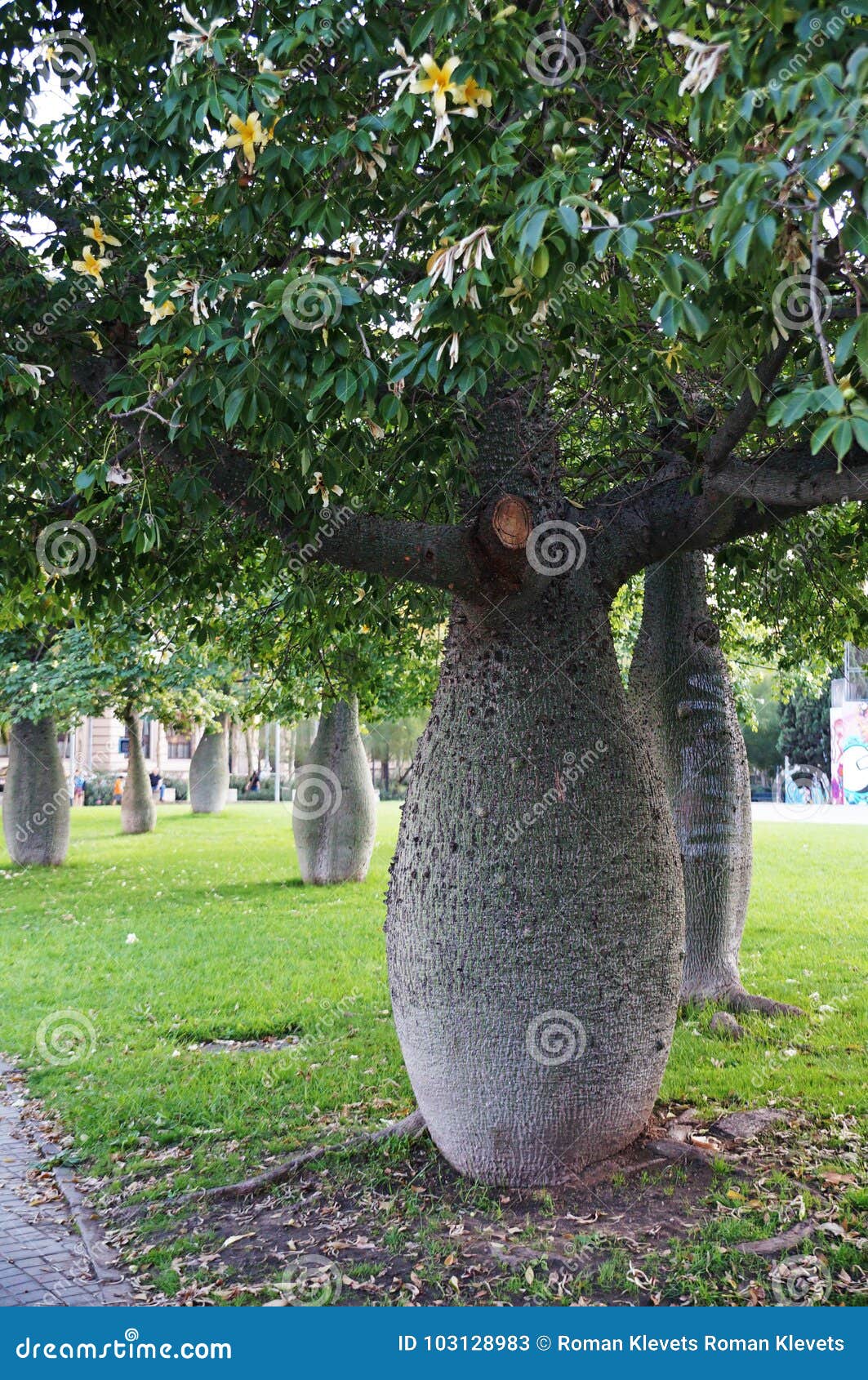 Bottle tree. stock image. Image of abundance, large 103128983
