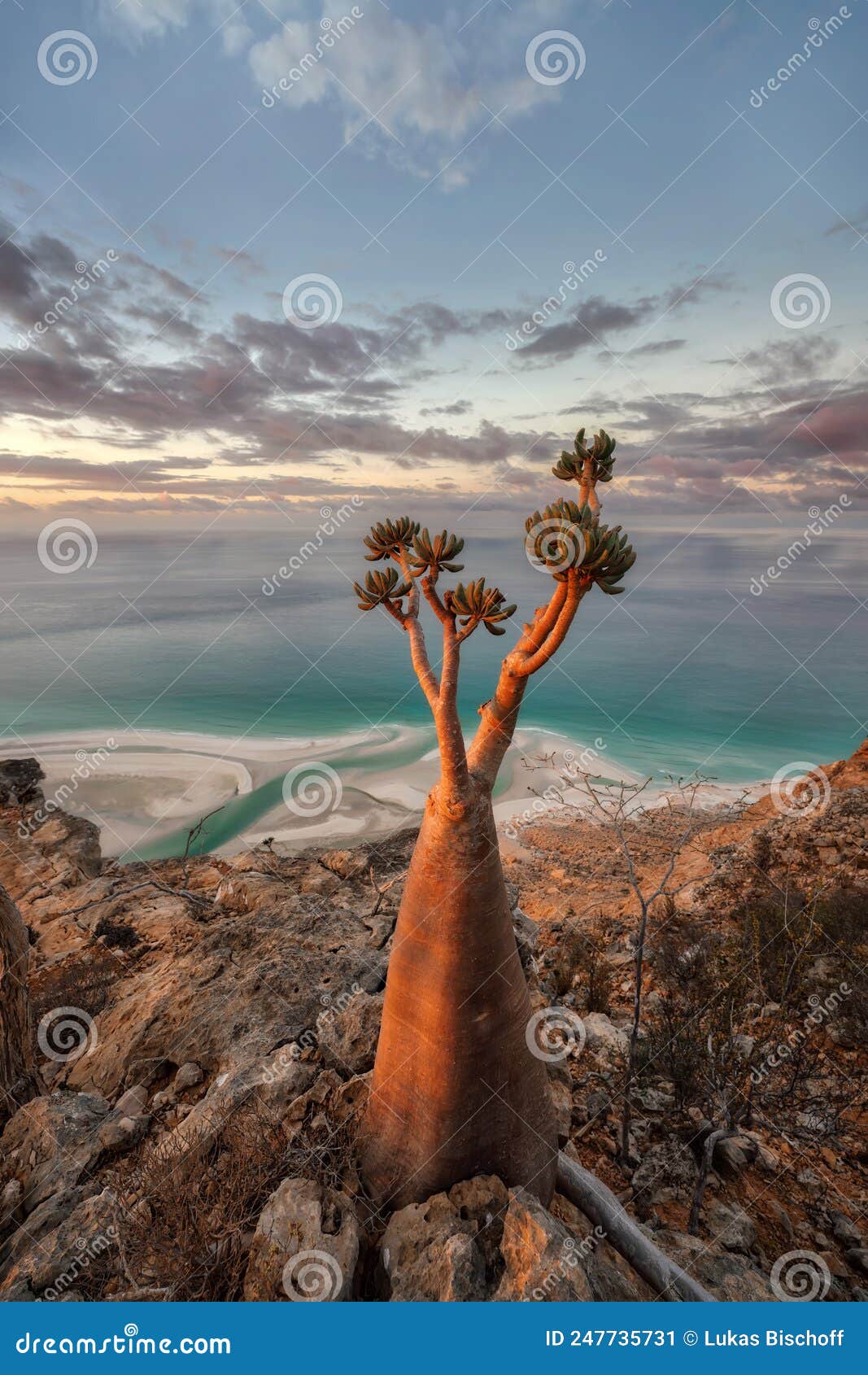 bottle tree on a mountain site in socotra, yemen, taken in novem