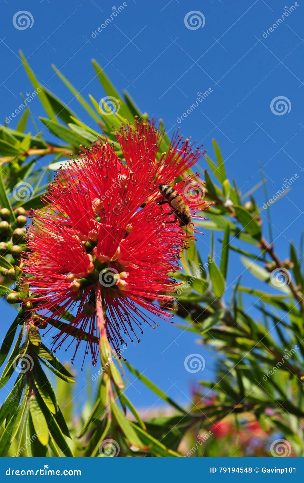 bottlebrush flower plant tree callistemom