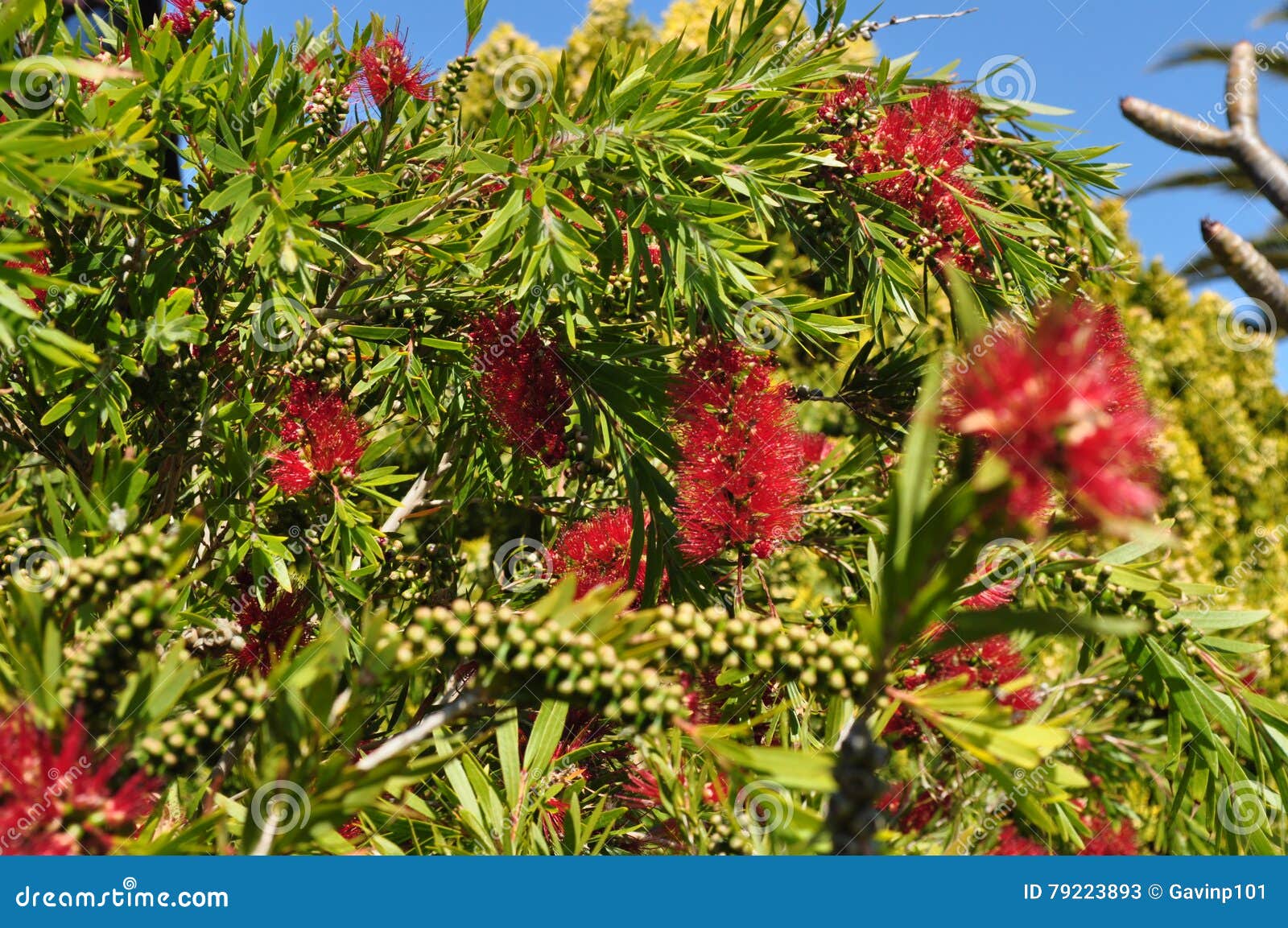 bottlebrush flower plant tree and seeds callistemon and belong to the family myrtaceae