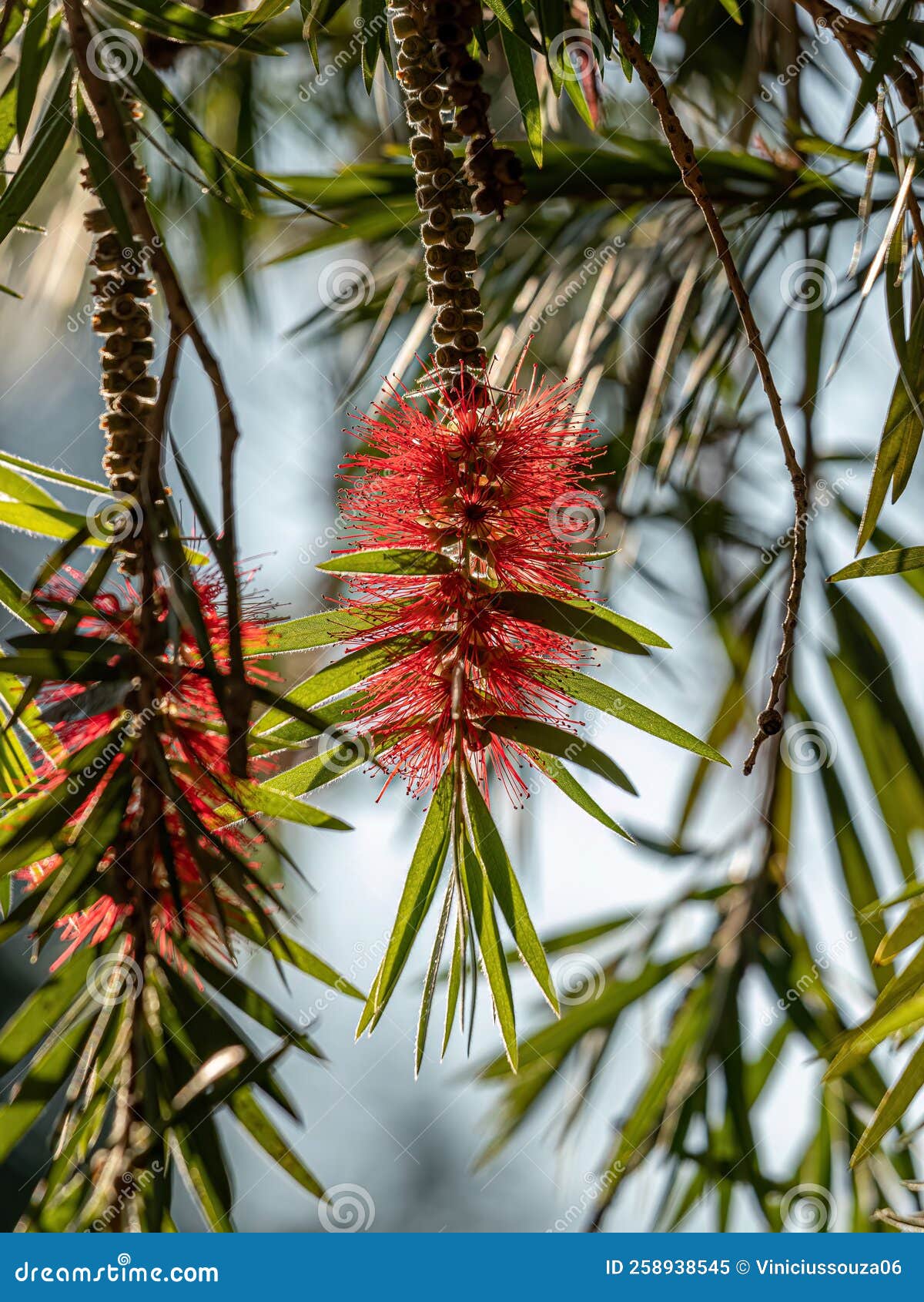Bottlebrush Flowering Tree stock image. Image of blossoms 258938545