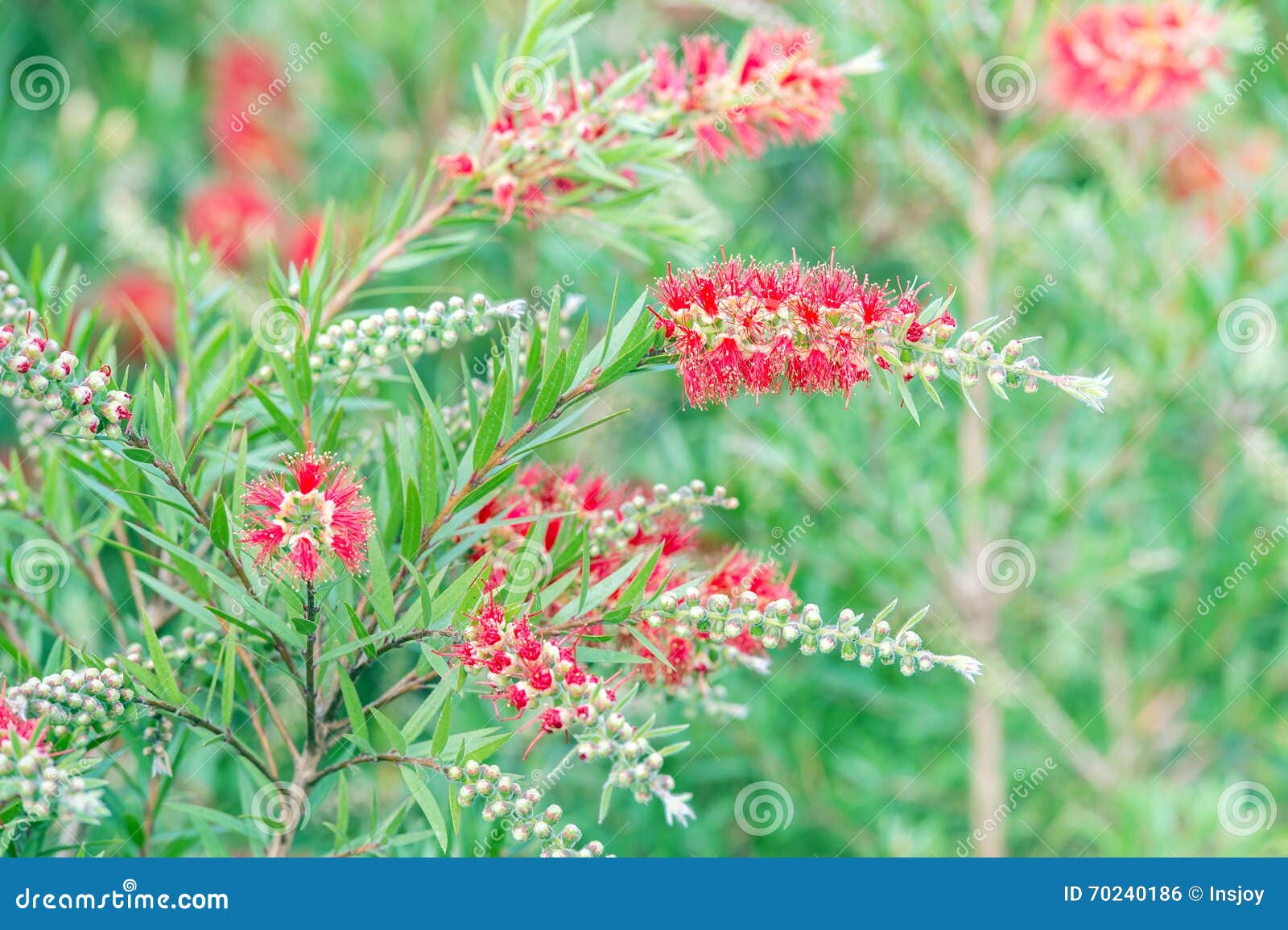 Bottlebrush (rigidus R De Callistemon BR ) Foto de Stock Imagem de
