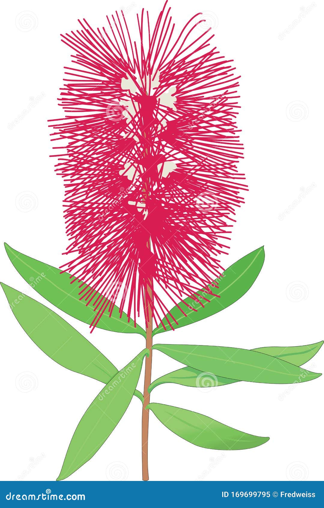 Bottlebrush Vector Illustration Stock Vector Illustration of nature