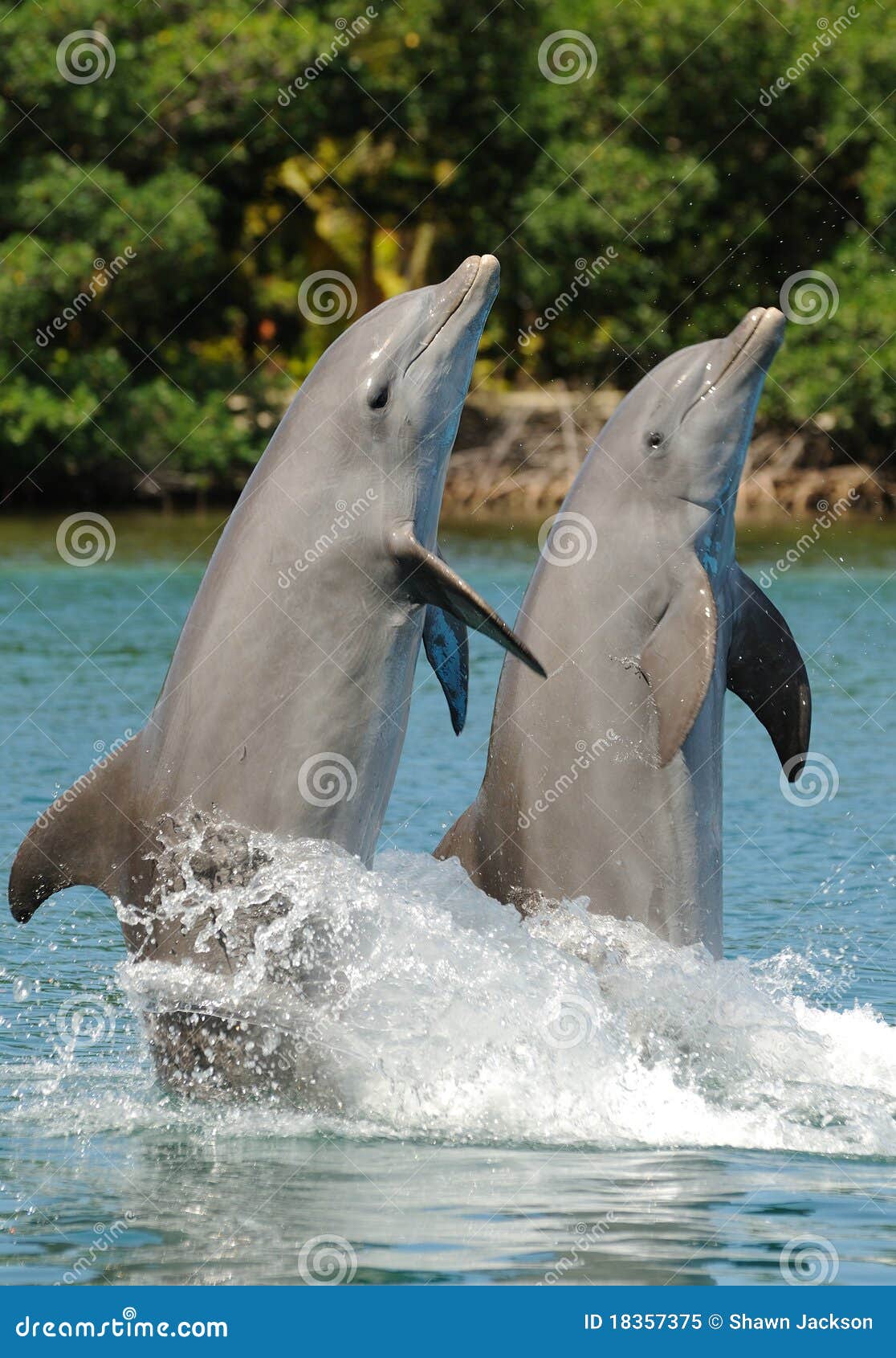 bottlenose dolphin pair