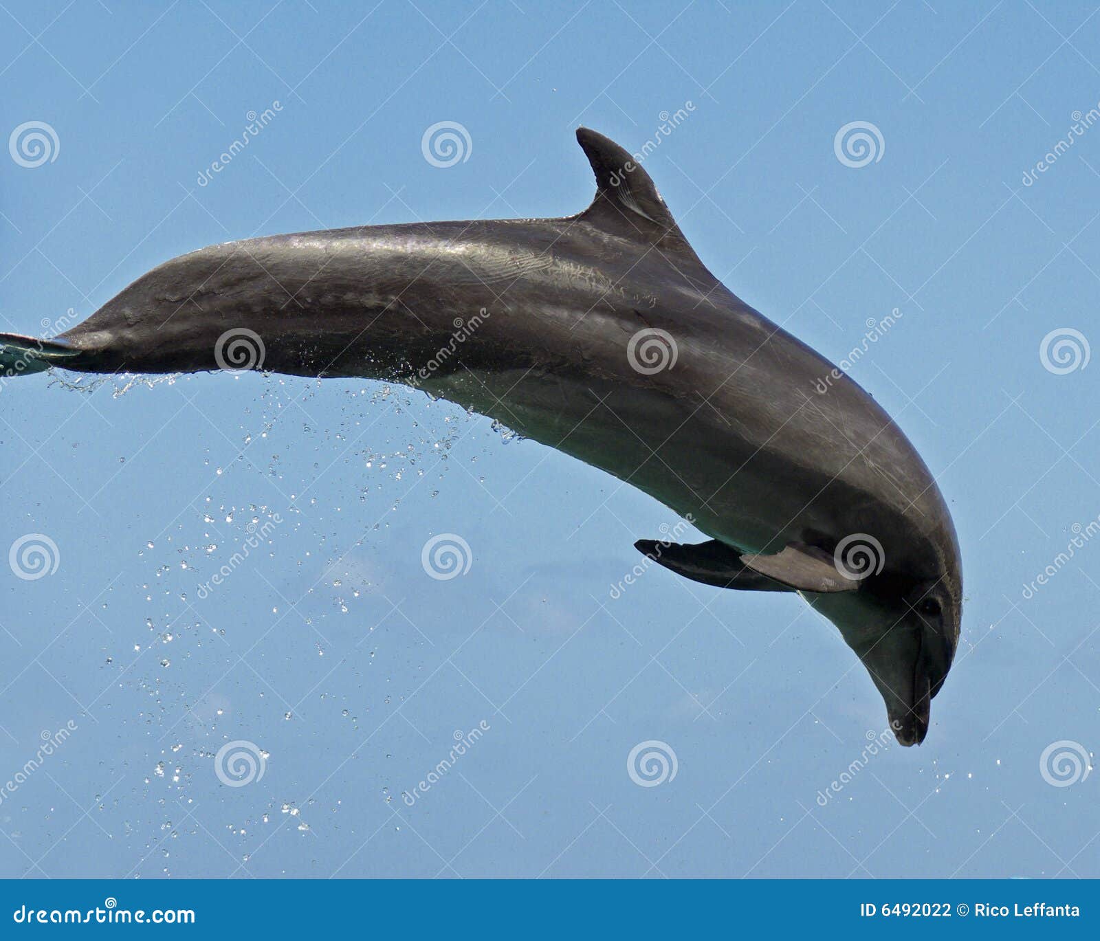 bottlenosed dolphin