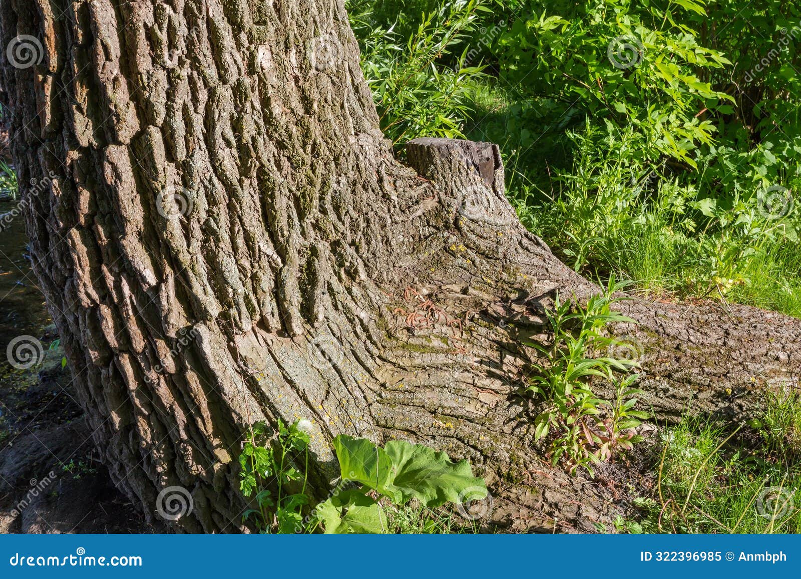 bottom part of old willow trunk close-up in evening light
