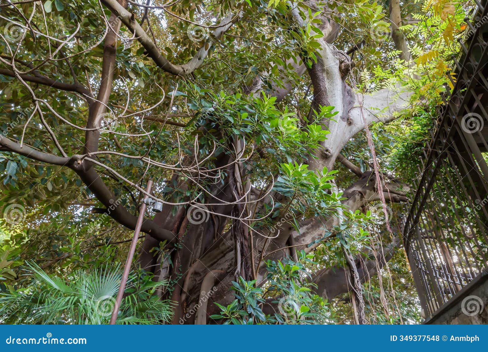 bottom part of the trunk of old ficus elastica tree