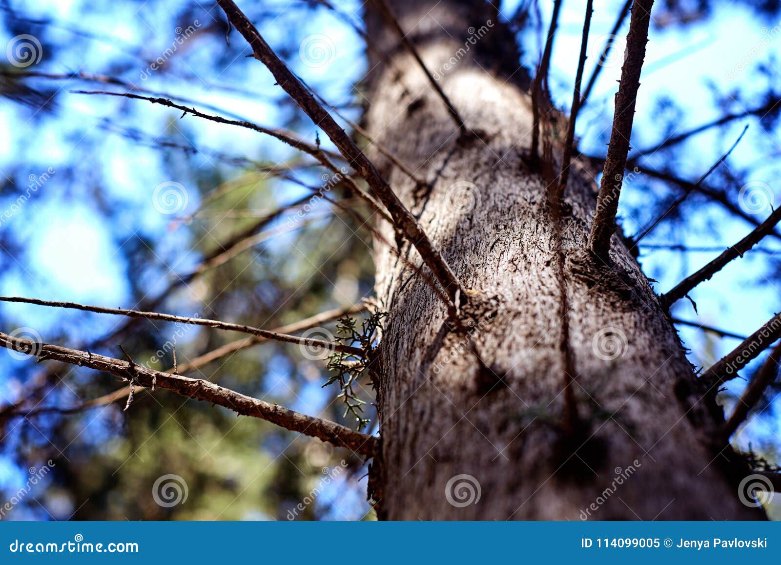 bottom to top horizontal view of a white tree trunk and branches with no leafs against a blue sky background