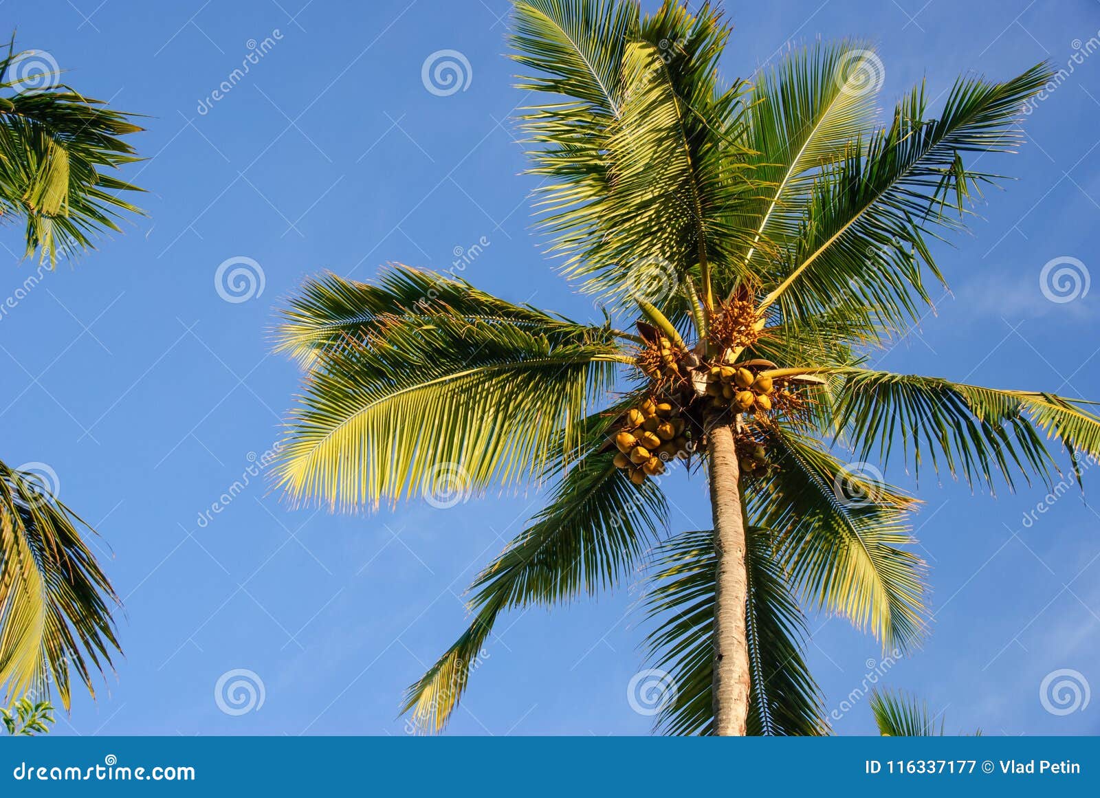 Bottom view of a beautiful palm tree with blue sky
