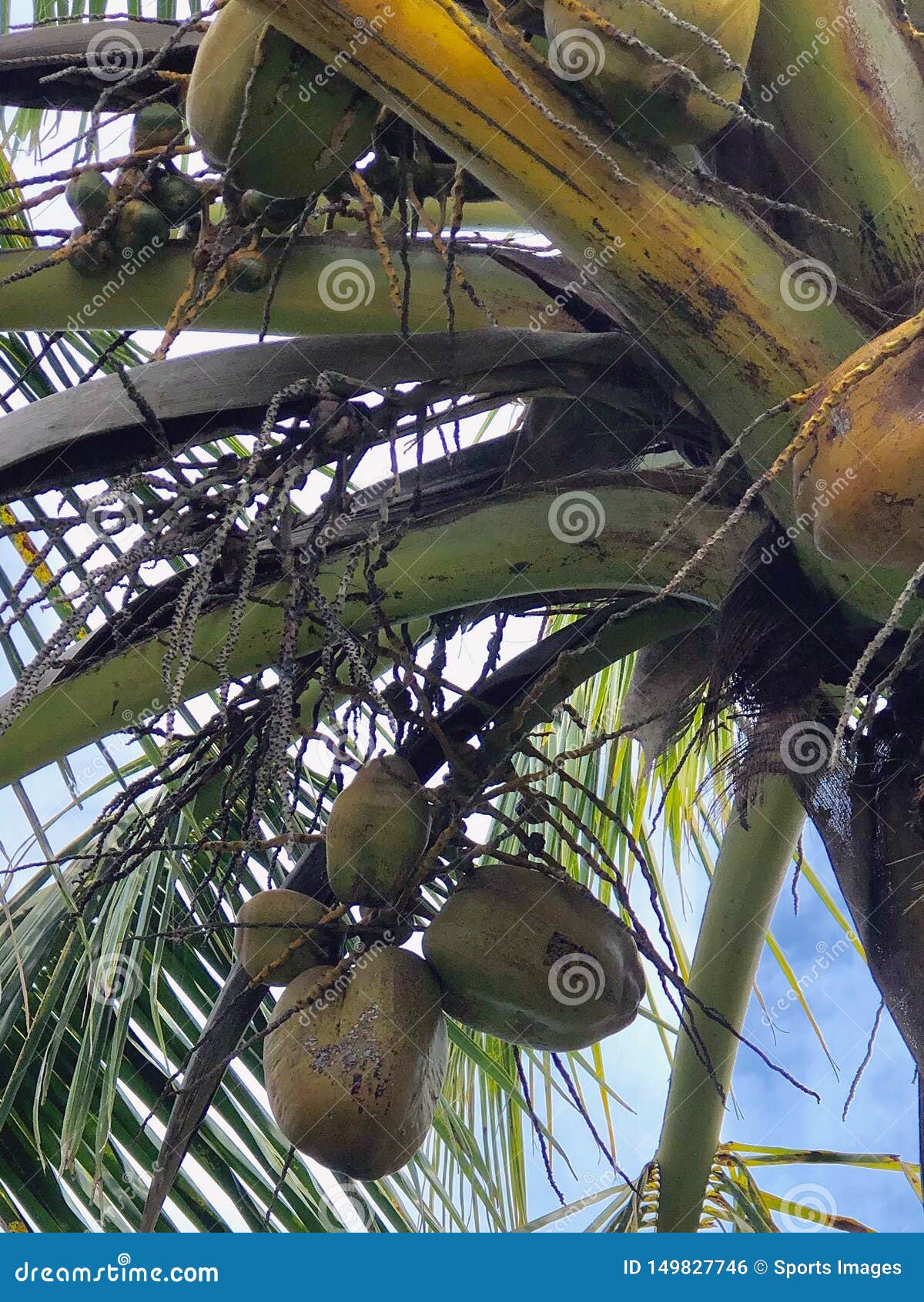 bottom view branch fresh green coconuts growing palm tree