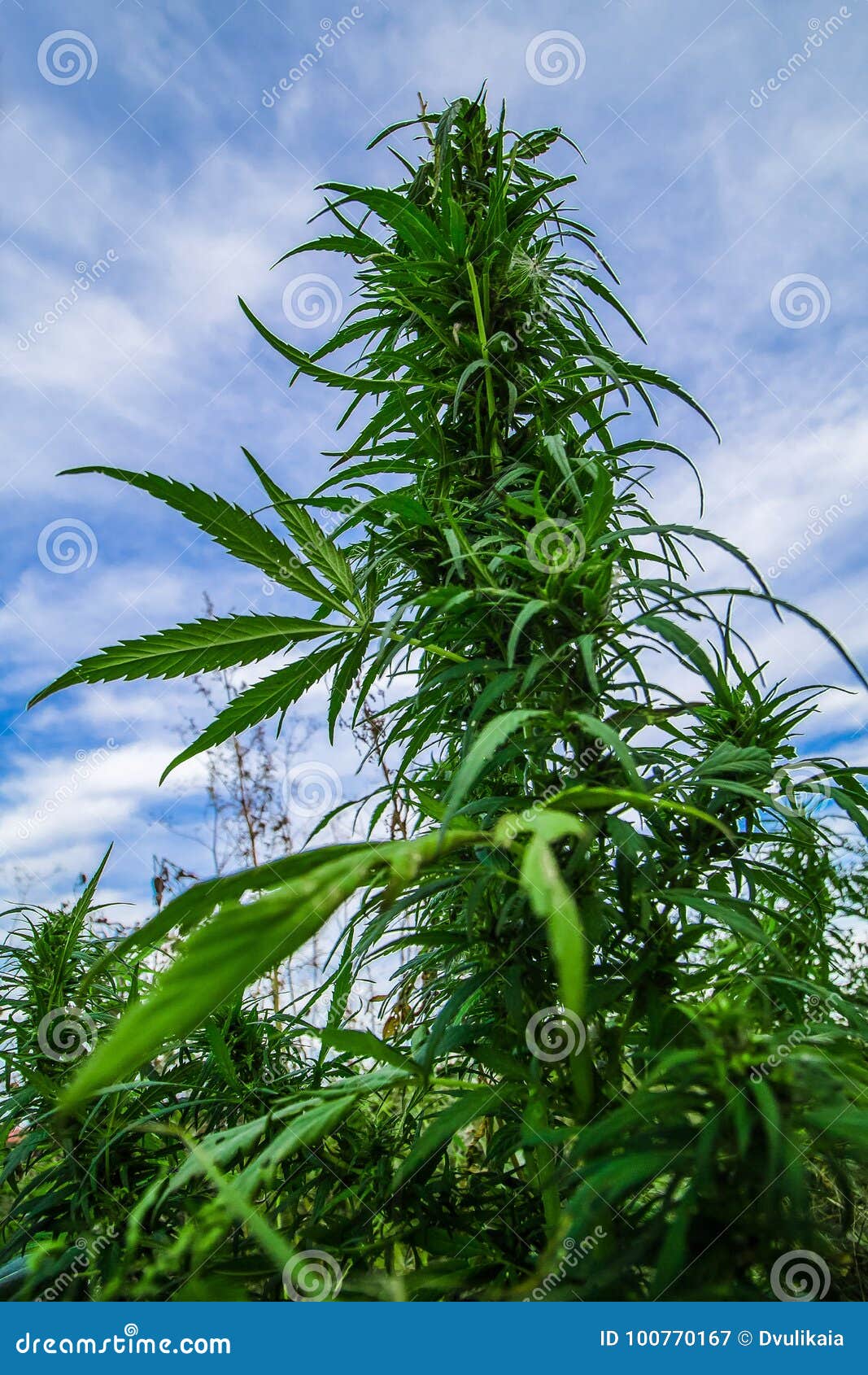 Скачать фото куст марихуаны в калифорнии марихуана закон