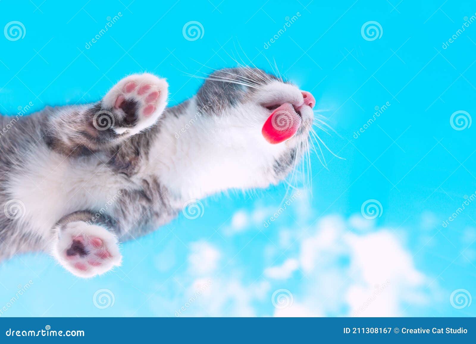 Bottom View of a Cute Cat Licking Invisible Glass. Funny Pet Wallpaper, Postcard Stock Image - Image of small, soft: 211308167 Bottom View of a Cute Cat Licking Invisible Glass. Funny Pet Wallpaper, Postcard Stock Image - Image of small, soft: 211308167