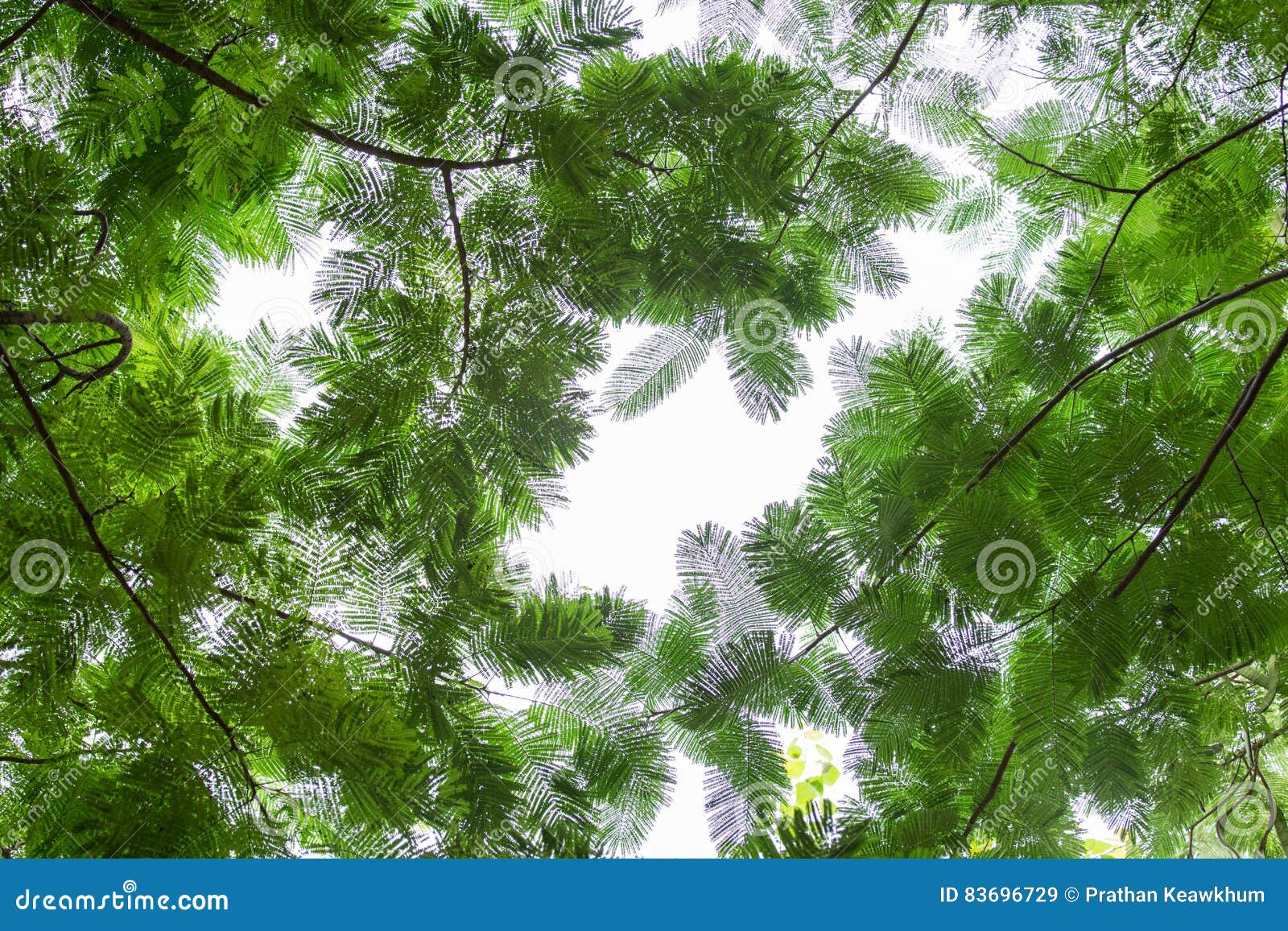 bottom view group of green leaf of tree in tropical forest