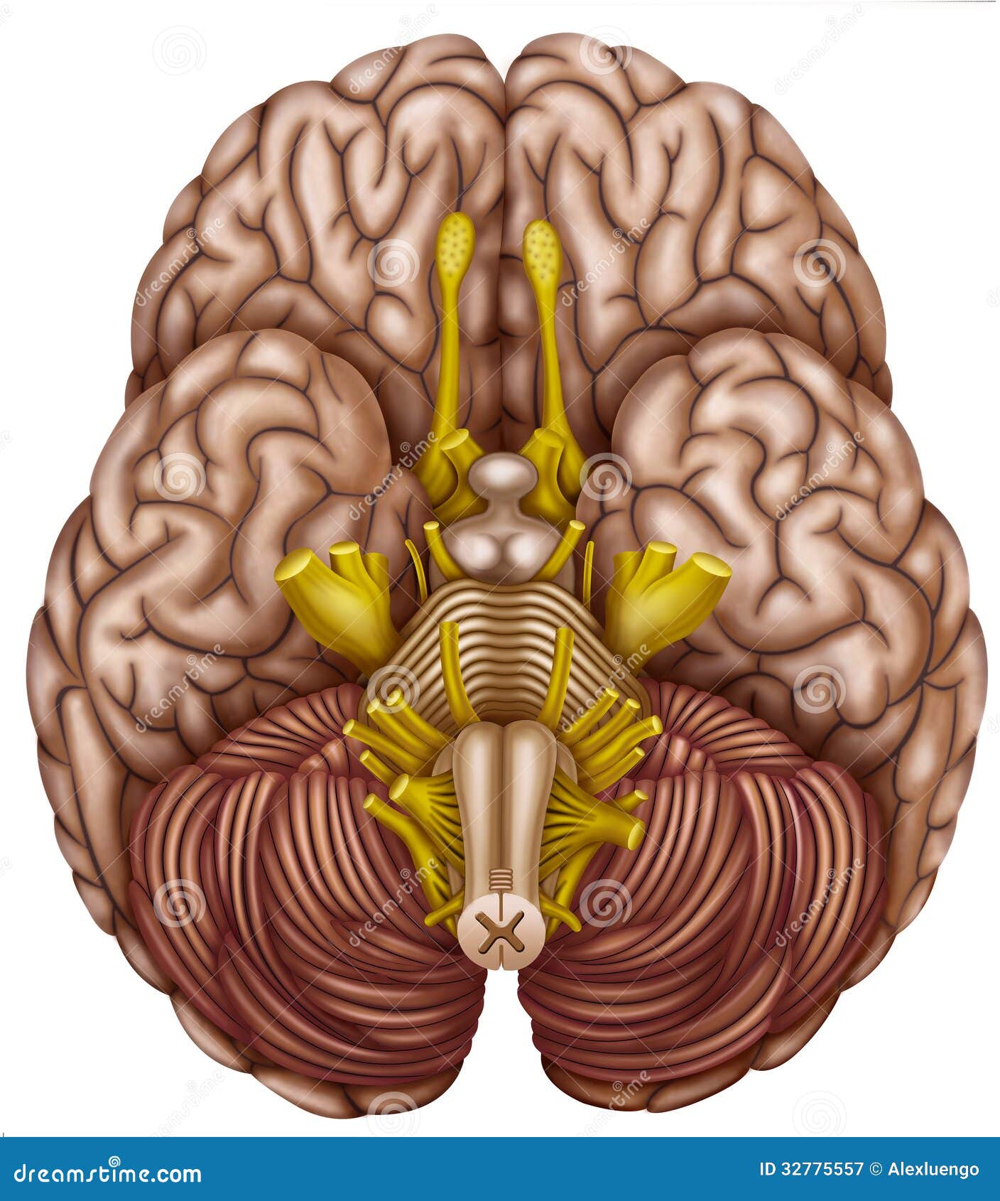 Bottom View Of The Human Brain Stock Illustration