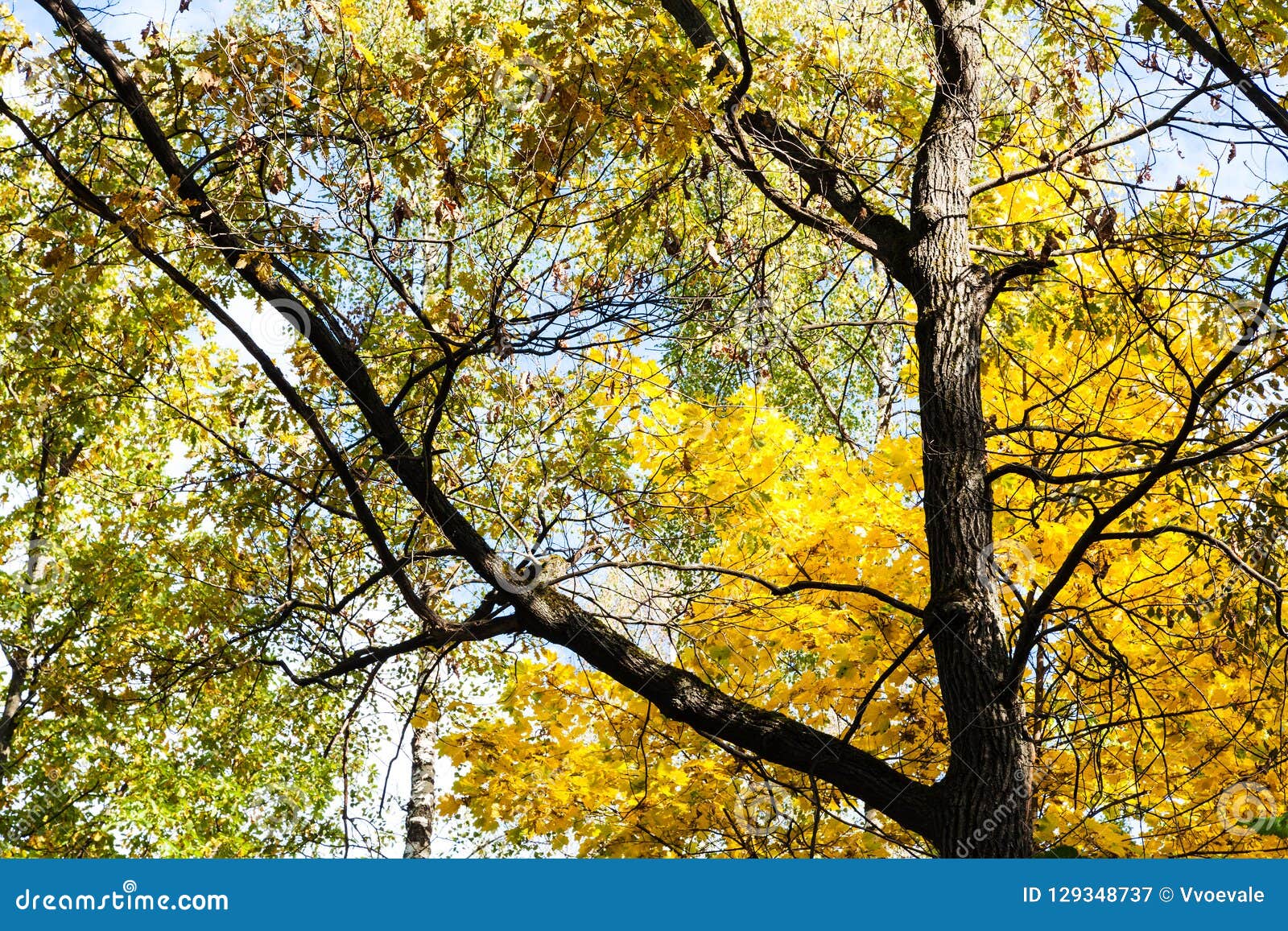 bottom view of oak trunk between autumn trees