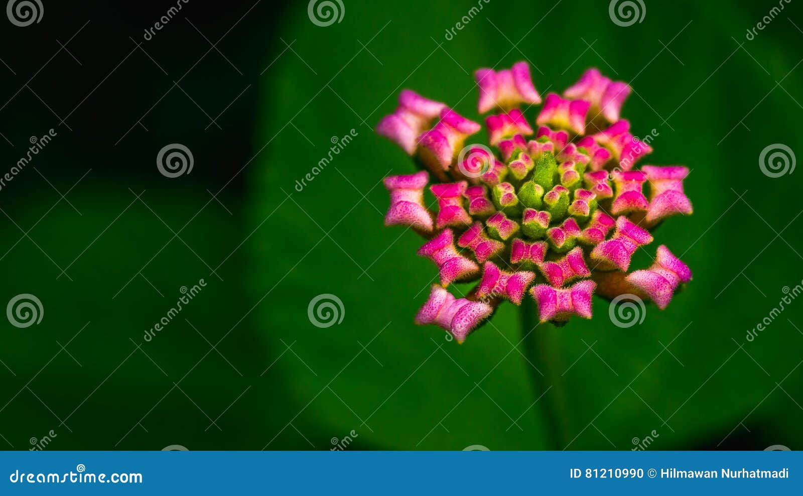 Um botão da flor selvagem cor-de-rosa com fundo escuro