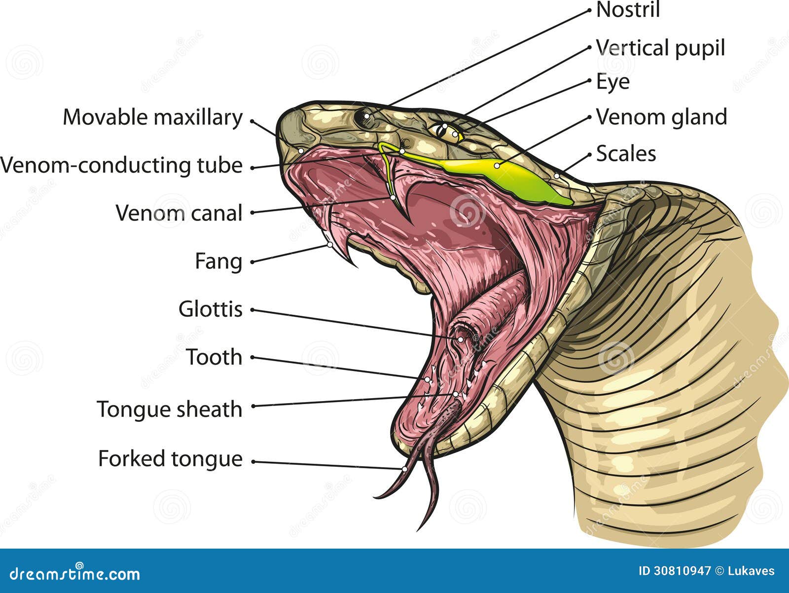 Bouche de serpent illustration de vecteur. Illustration du animaux