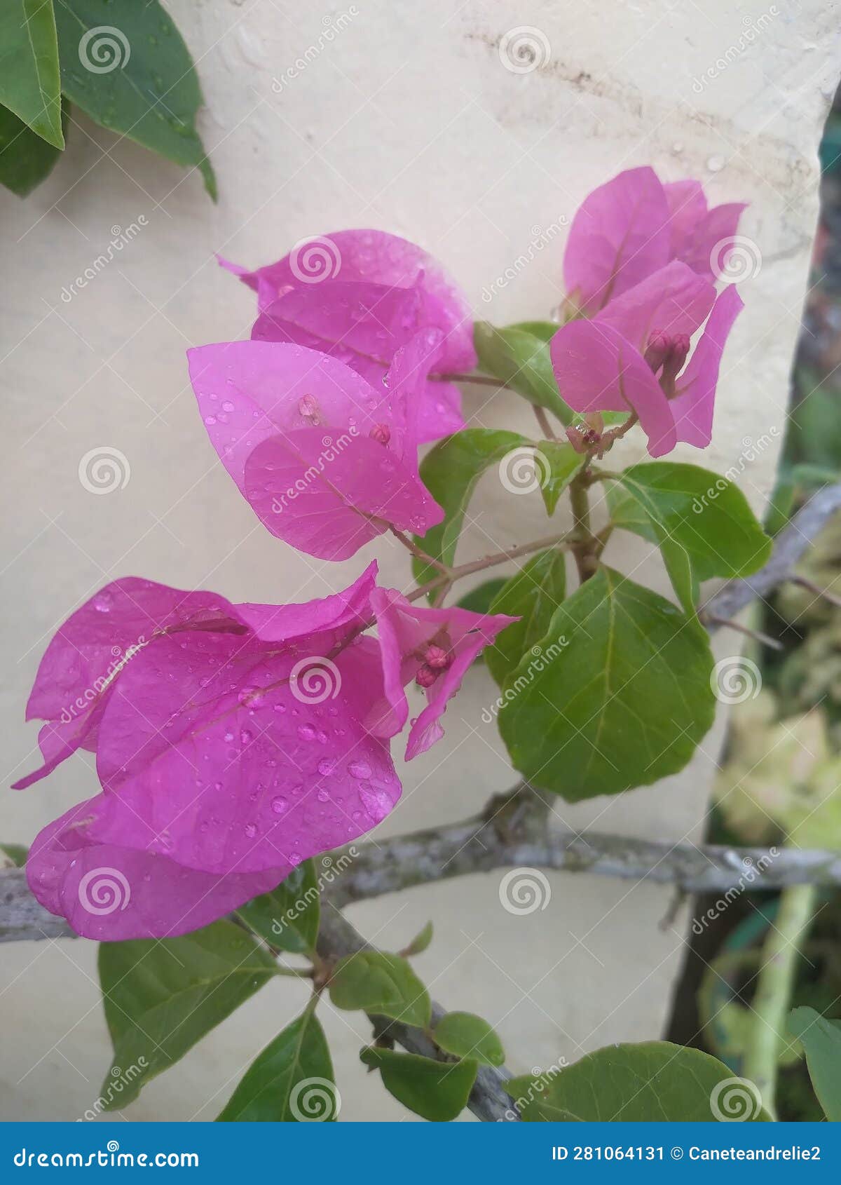 bougainvilla flowers blooms and survive inspite of el niÃ±o