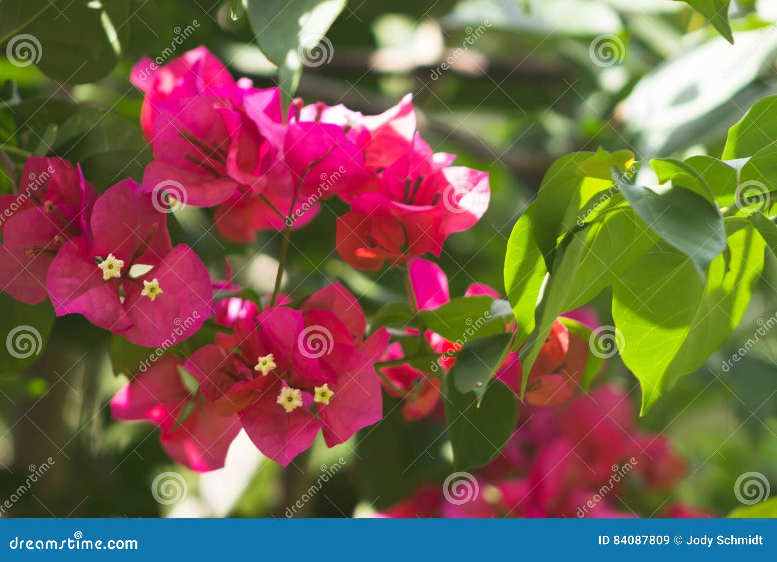 Bougainvillea stock image. Image of isolated, botany - 84087809