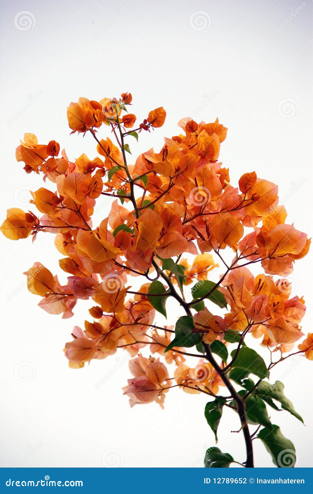 Bougainvillea stock photo. Image of plant, flower, plants - 12789652