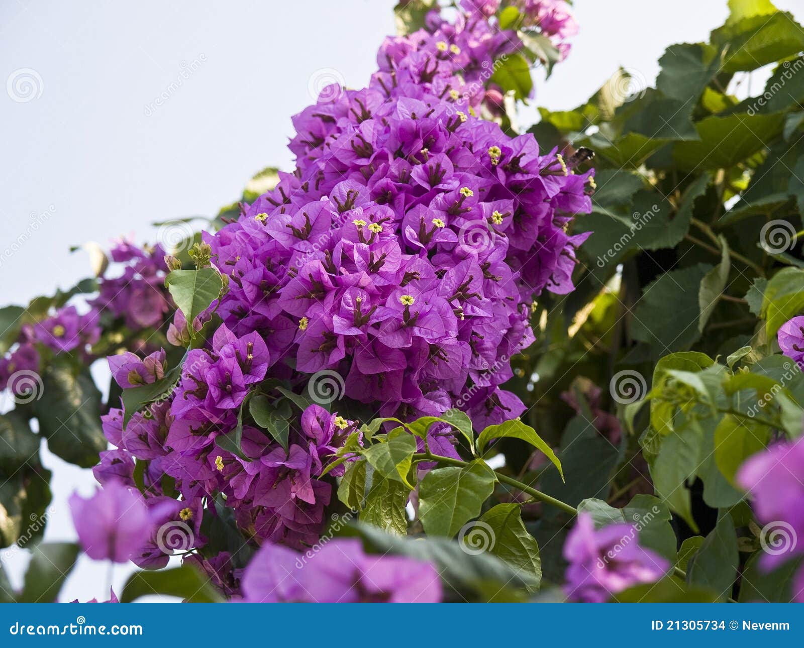 Bougainvillea stock photo. Image of cyclades, rose, cyclade 21305734