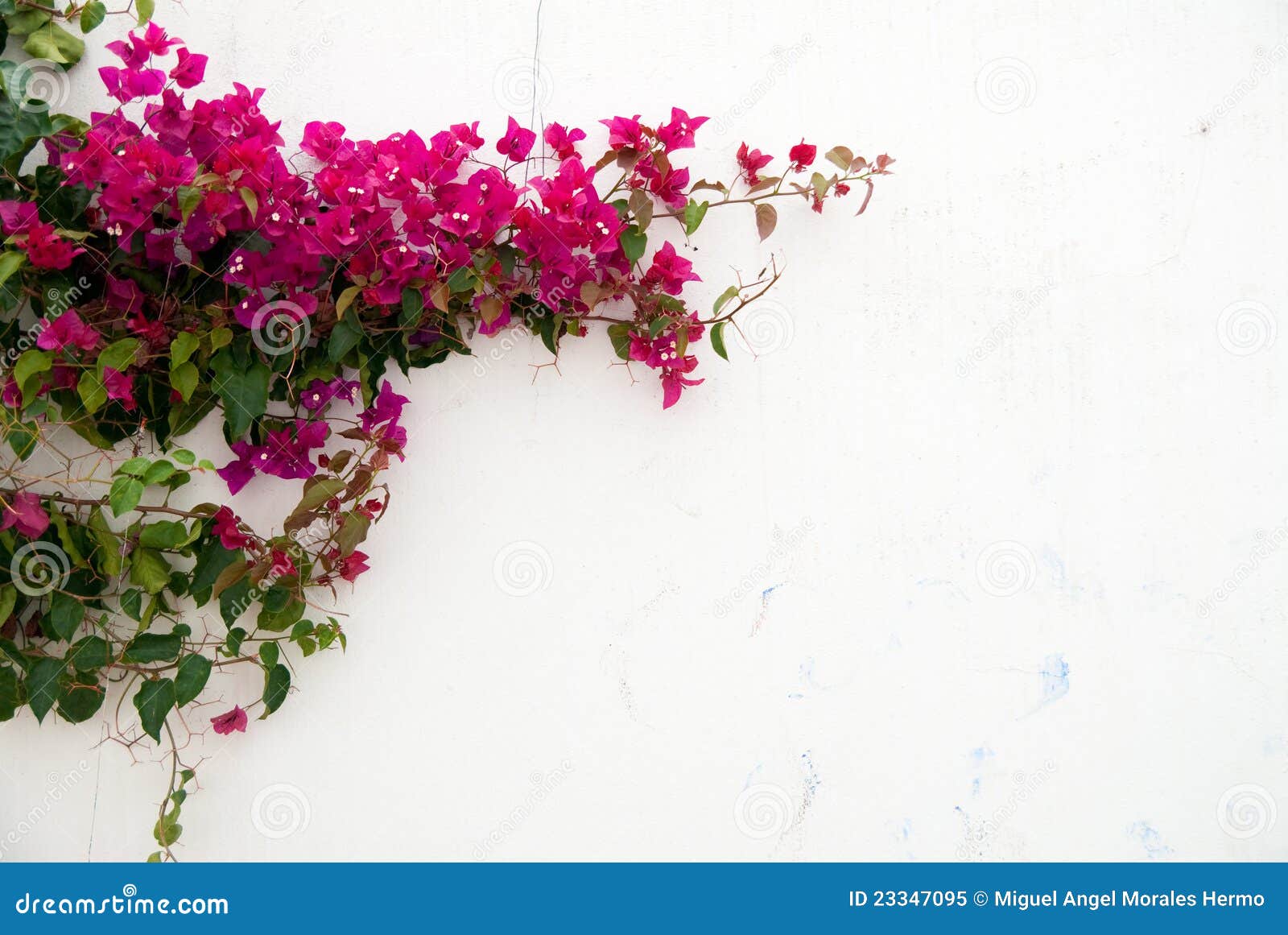 bougainvillea