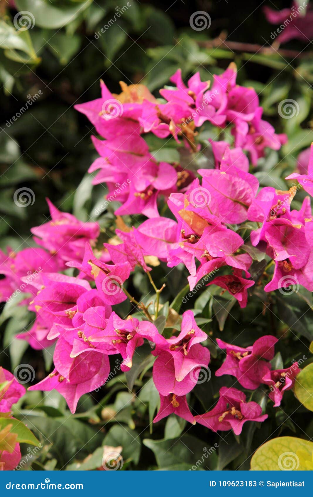 Bougainvillea Or Veranera Stock Image Image Of Buganvilla 109623183