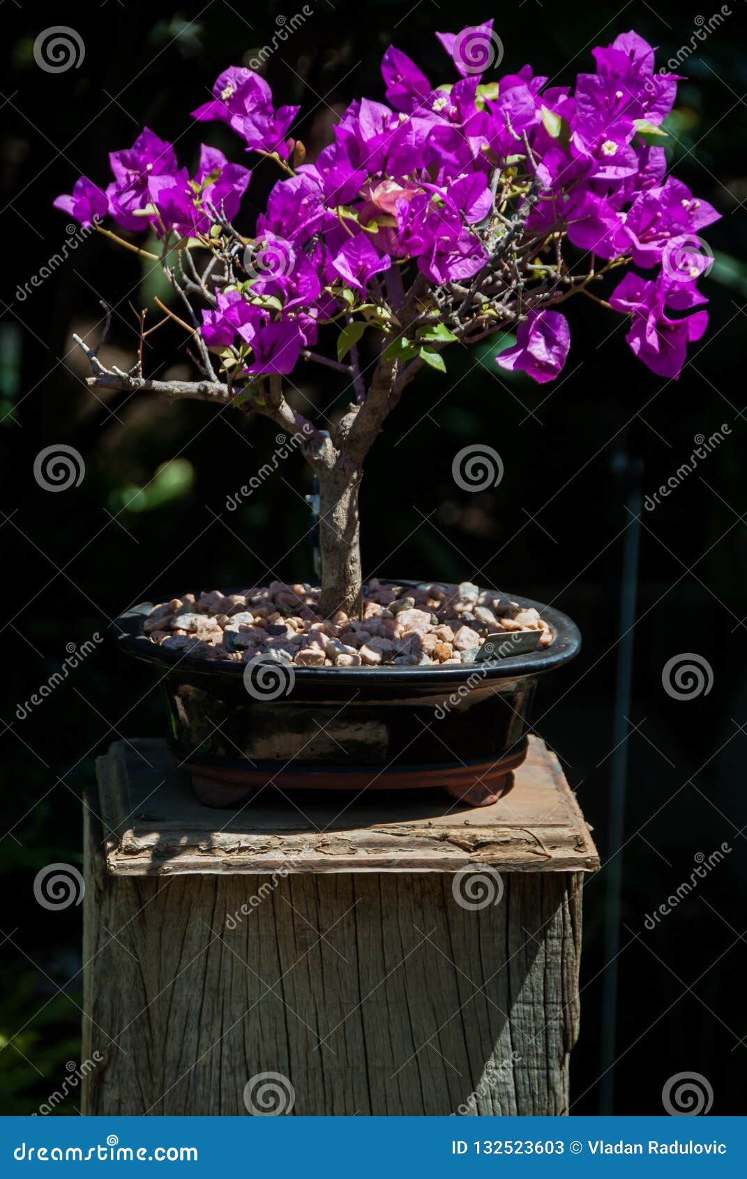 Bougainvillea Bonsai Tree Midday Stock Image Image Of Vivid Textures 132523603